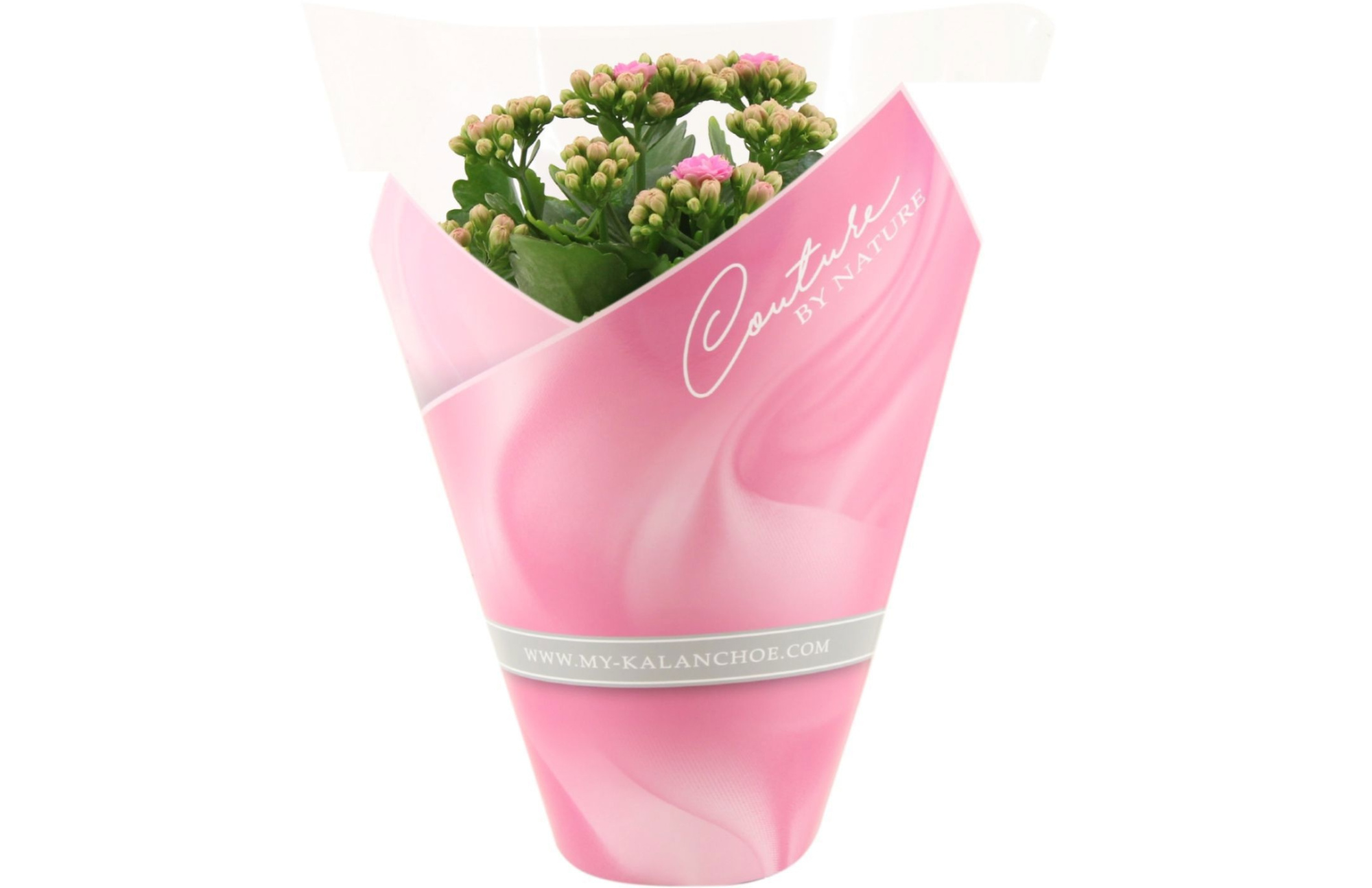 Kalanchoë perfecta Pink Lips in Couture sleeve light pink, D 12 cm