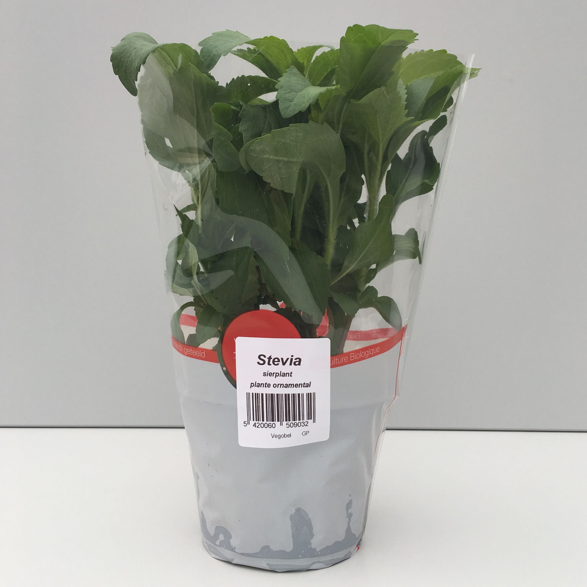 Stevia P12, D 9 cm