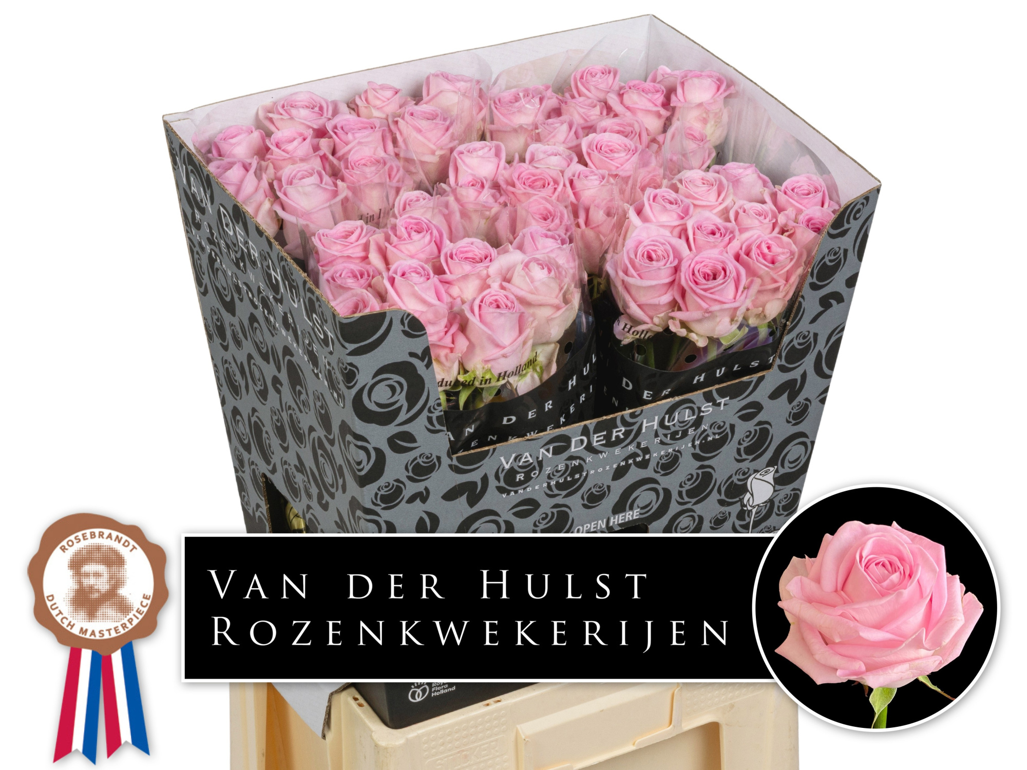 Роза од. Зайна! 70, шт.