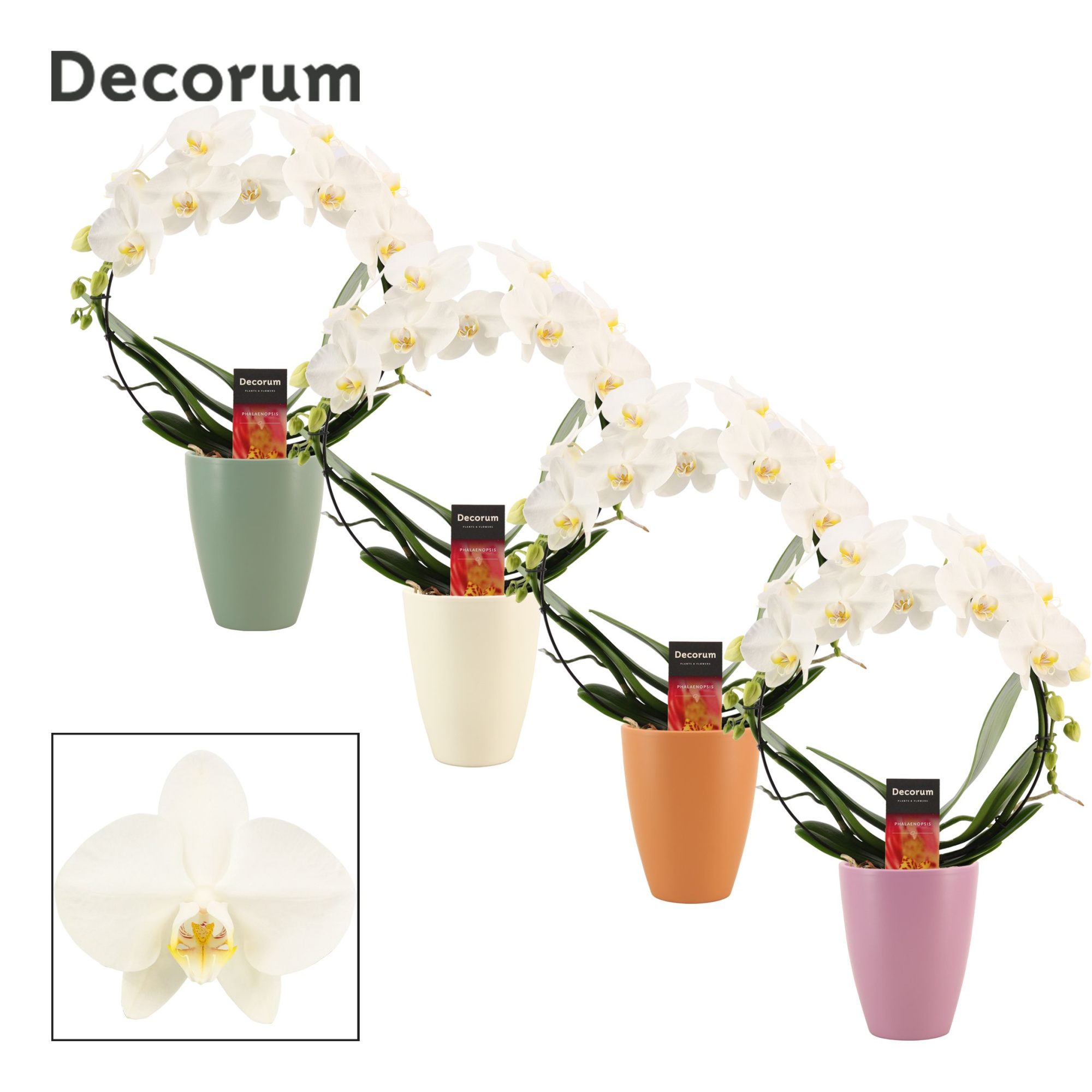 Phalaenopsis boog wit in Carly (Craft world-collection), D 12