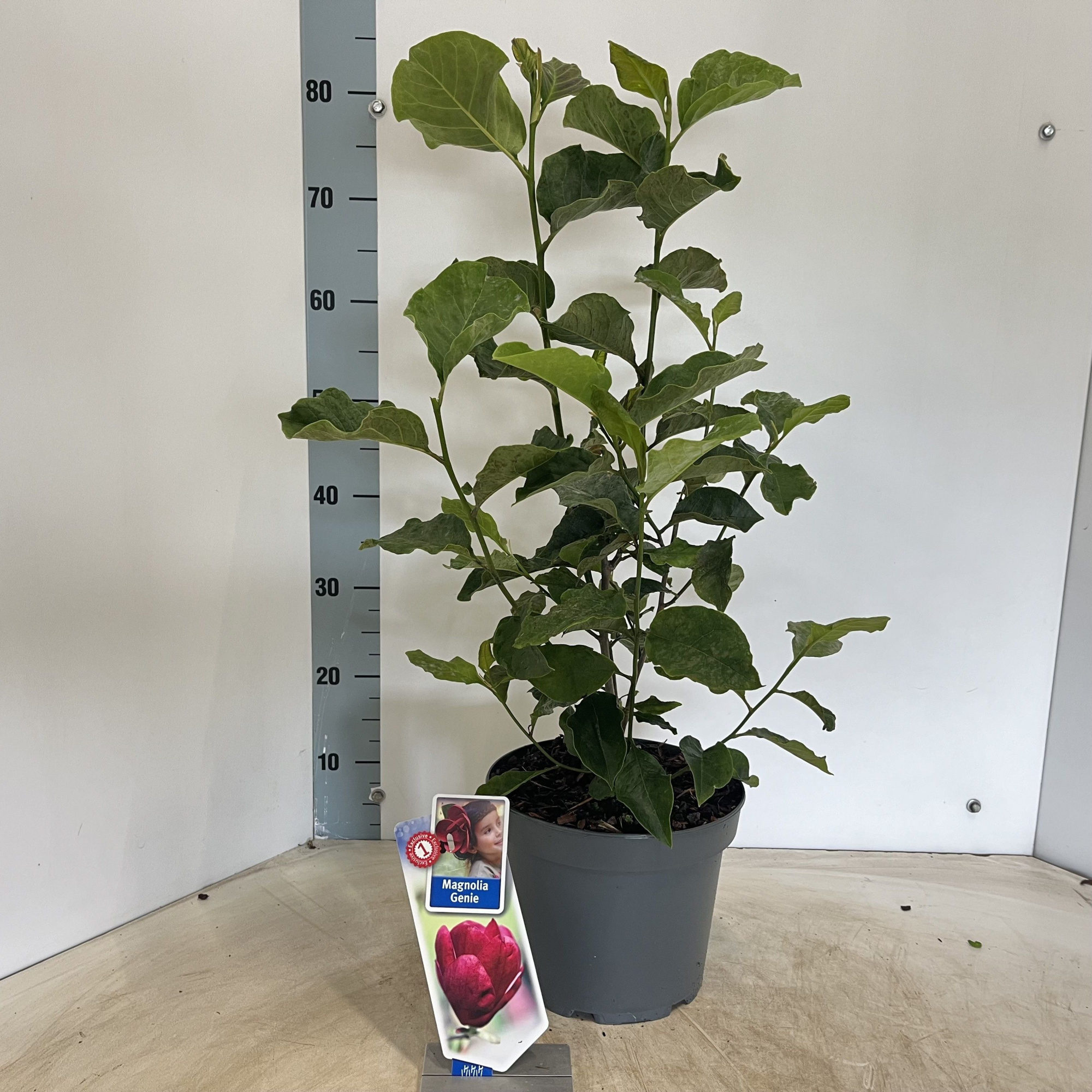 Magnolia 'Genie', D 23 cm