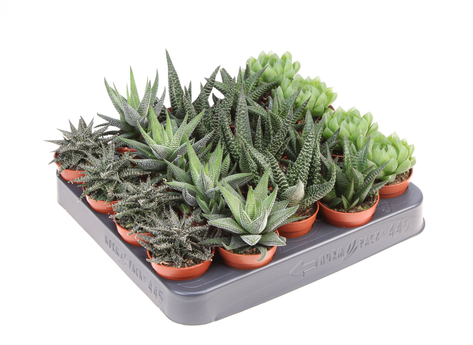 Haworthia op rij, D 5,5