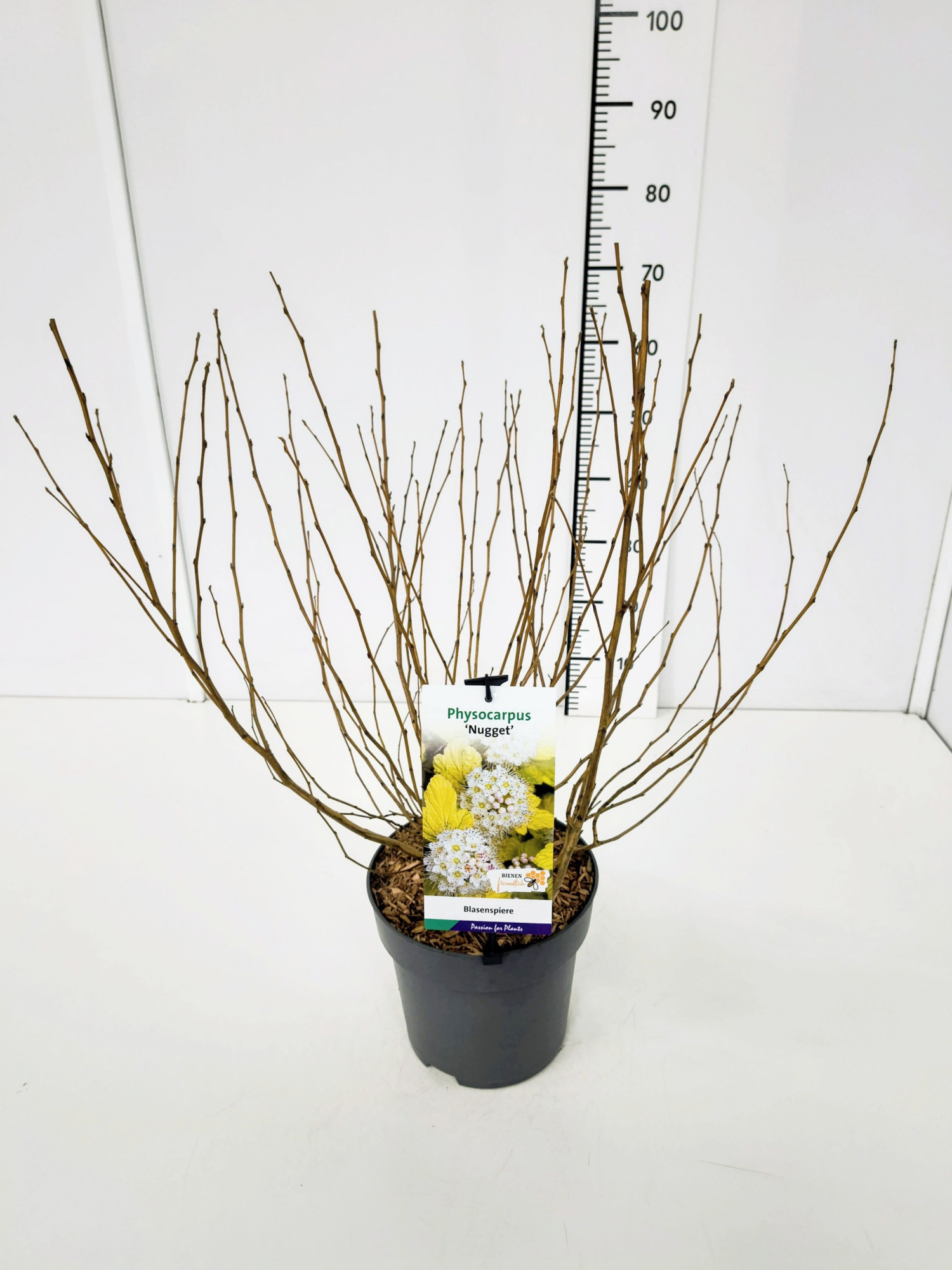 Physocarpus op. 'Nugget' 50-60C5, D 23