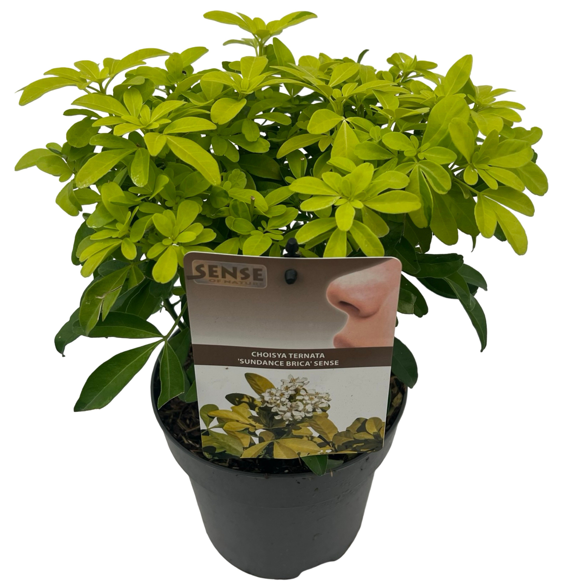 Choisya tern. 'Brica' sense, D 17