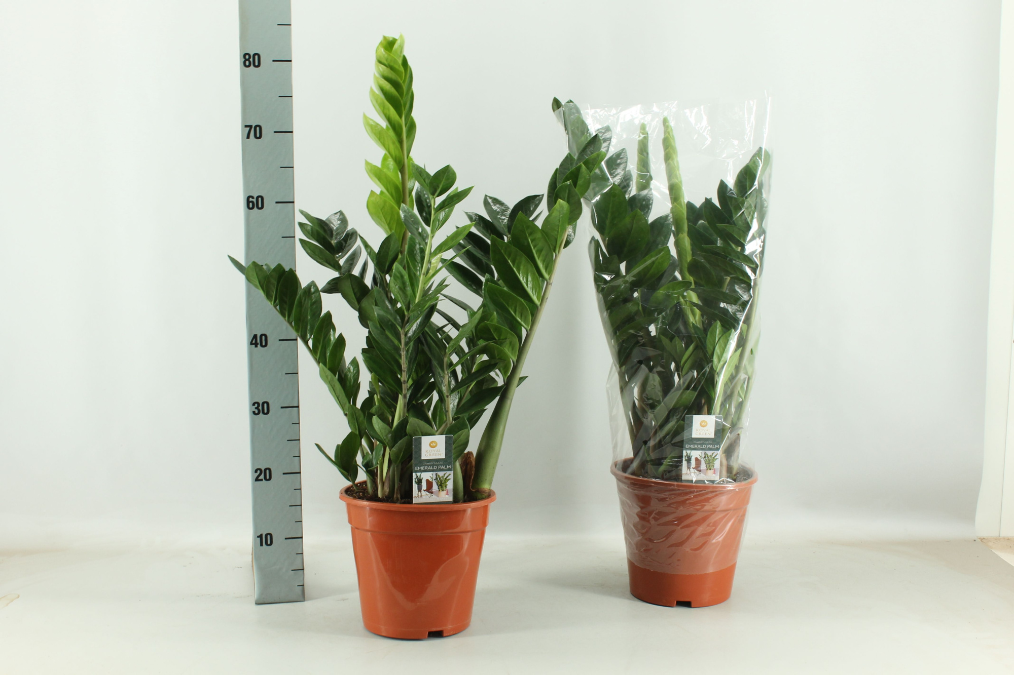 Zamioculcas 21cm, D 21 cm