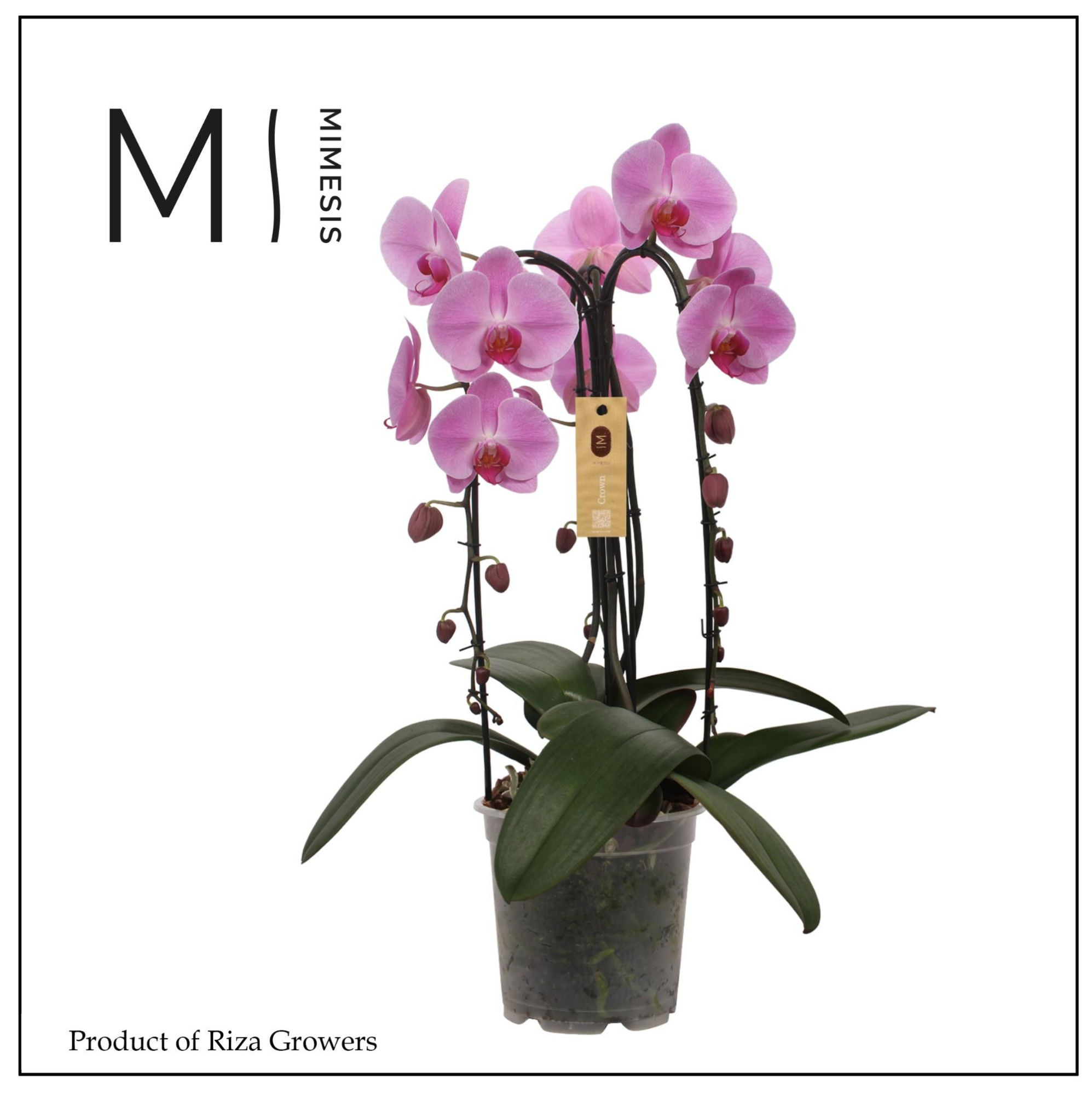 Phalaenopsis Crown Pink 3 spike - 21cm | Mimesis, D 21 cm