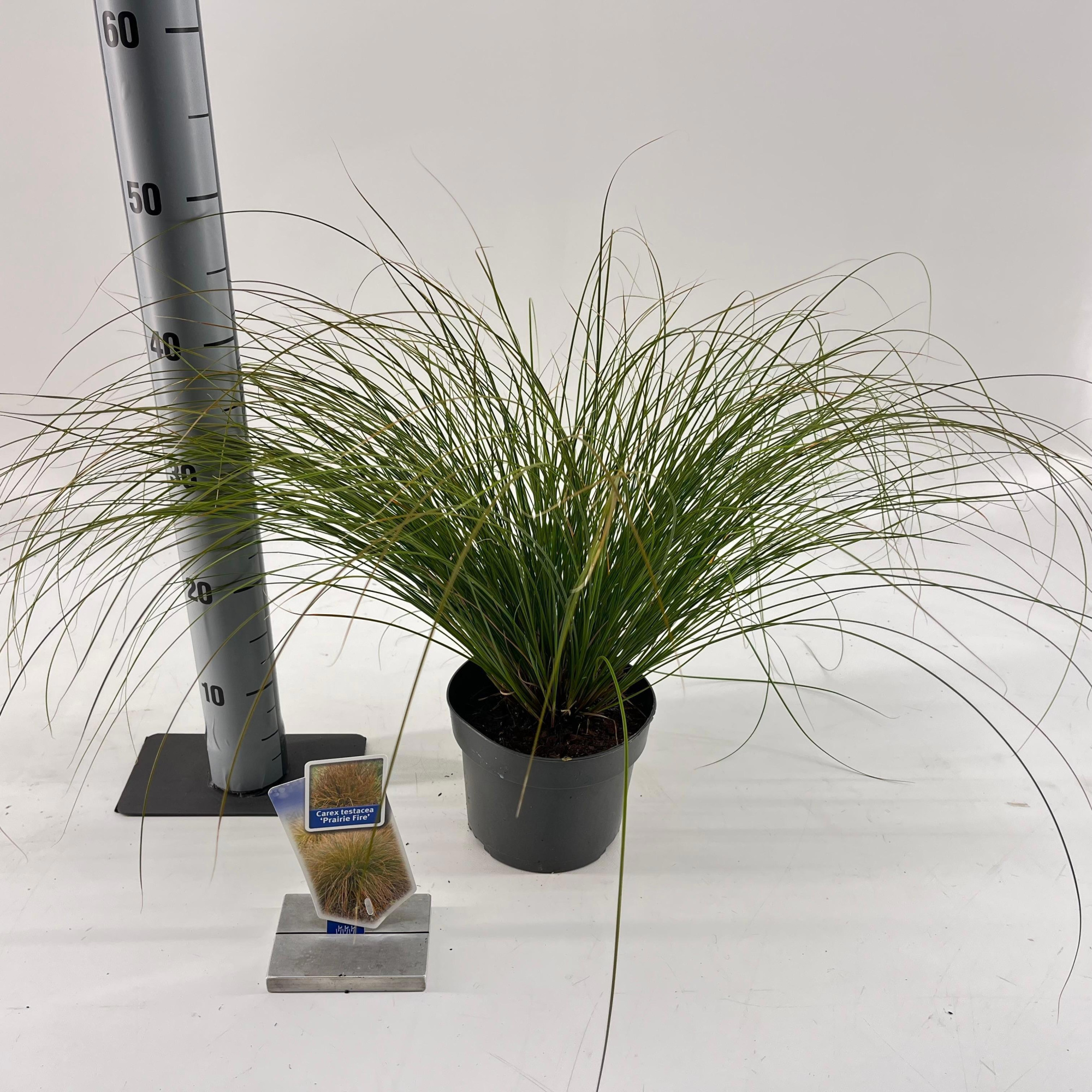 Carex testacea 'Prairie Fire', D 17 cm