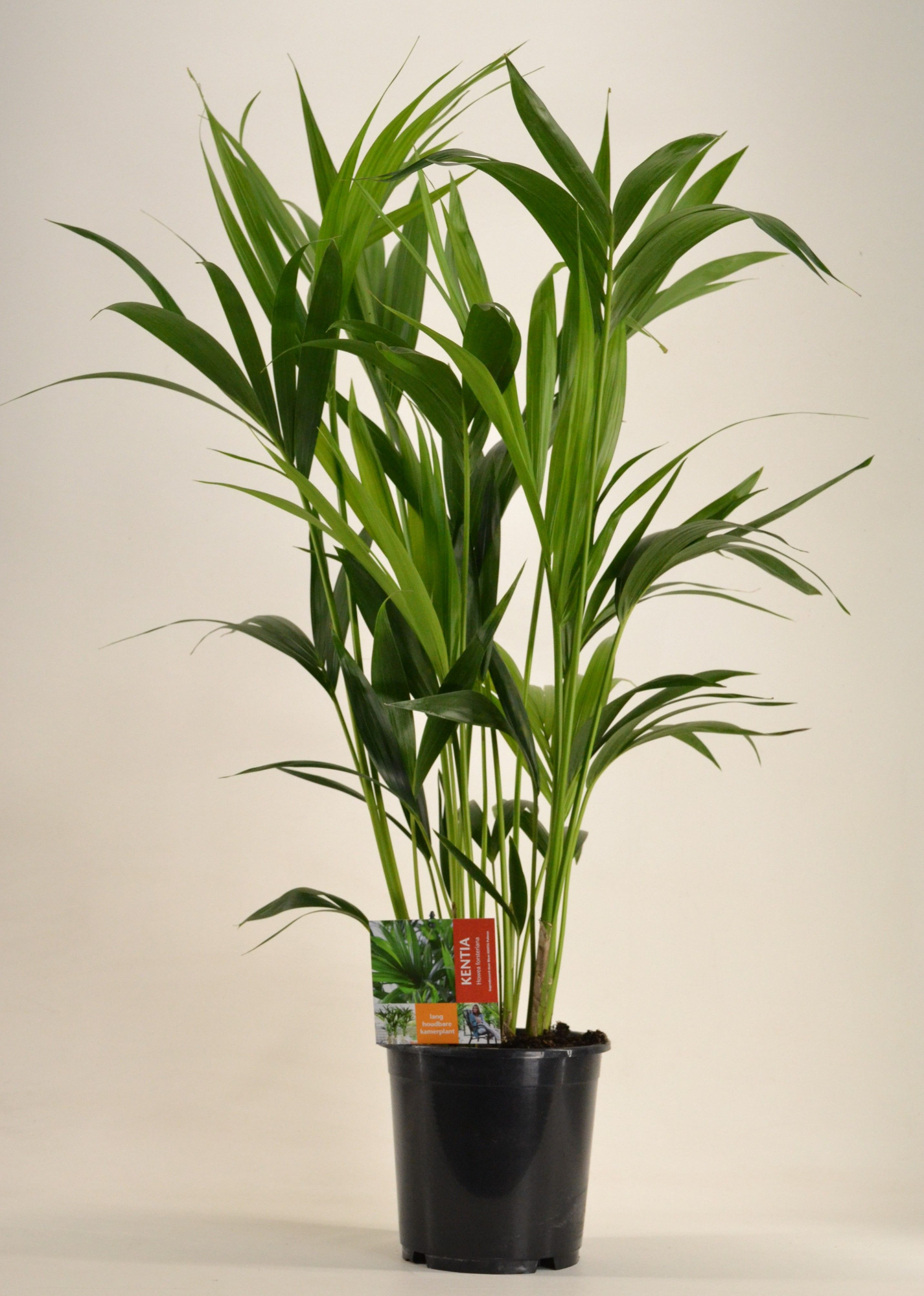 KENTIA - P21 H100 - 6PP (Howea forsteriana), D 21 cm