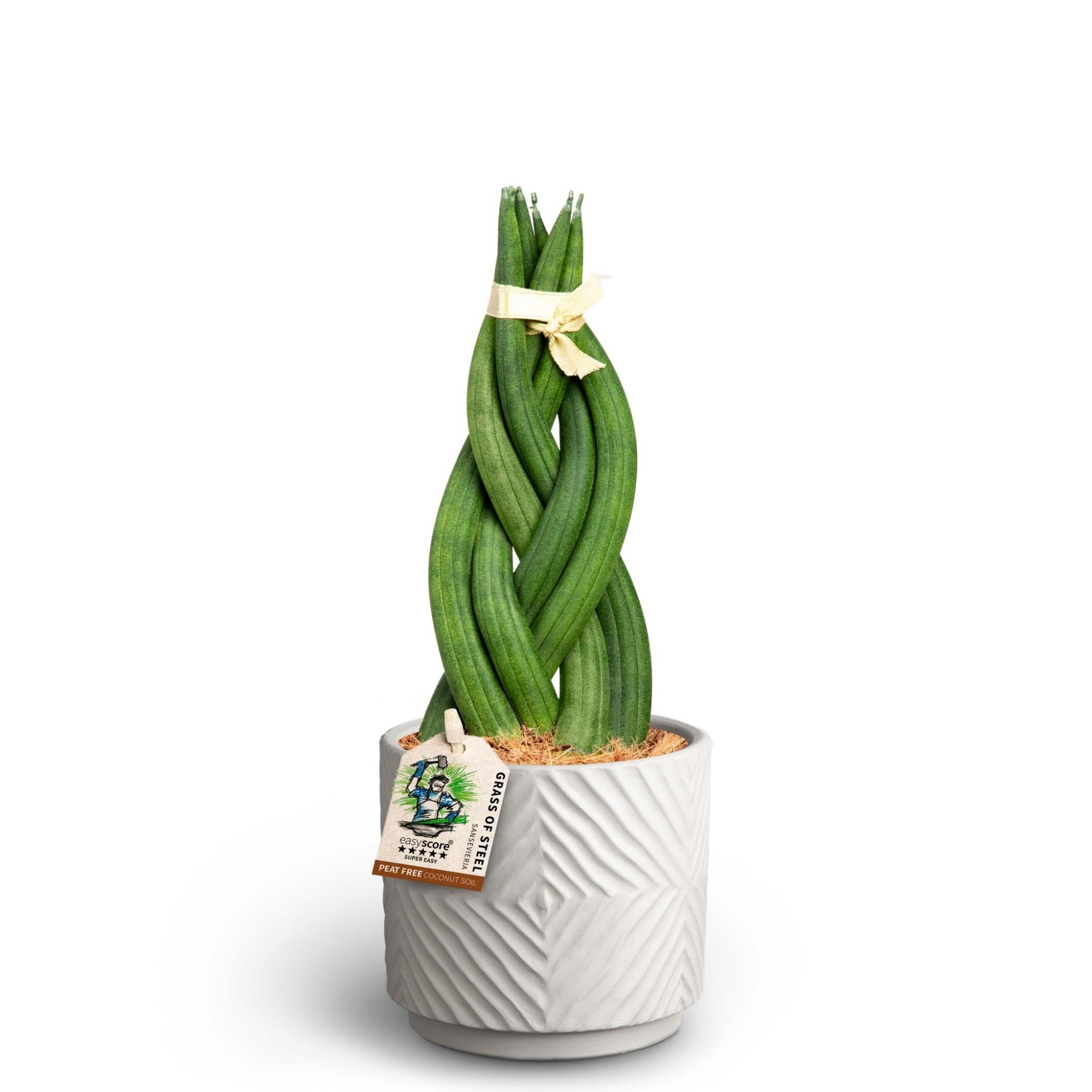 Dune Sand, Sansevieria ´Braid´, D 10 cm