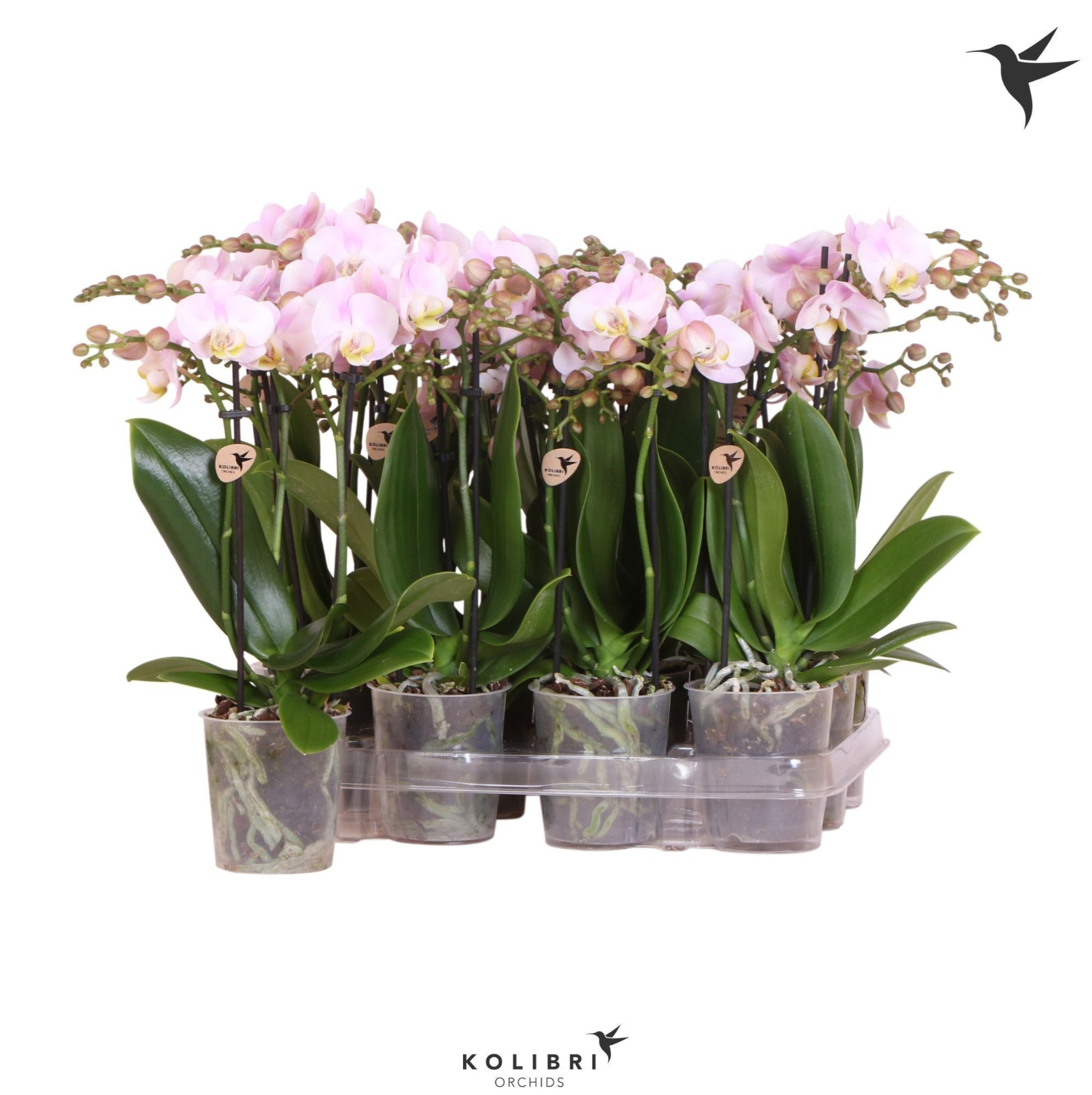 Kolibri Orchids Phalaenopsis Pink 3 spike no etiket, D 9