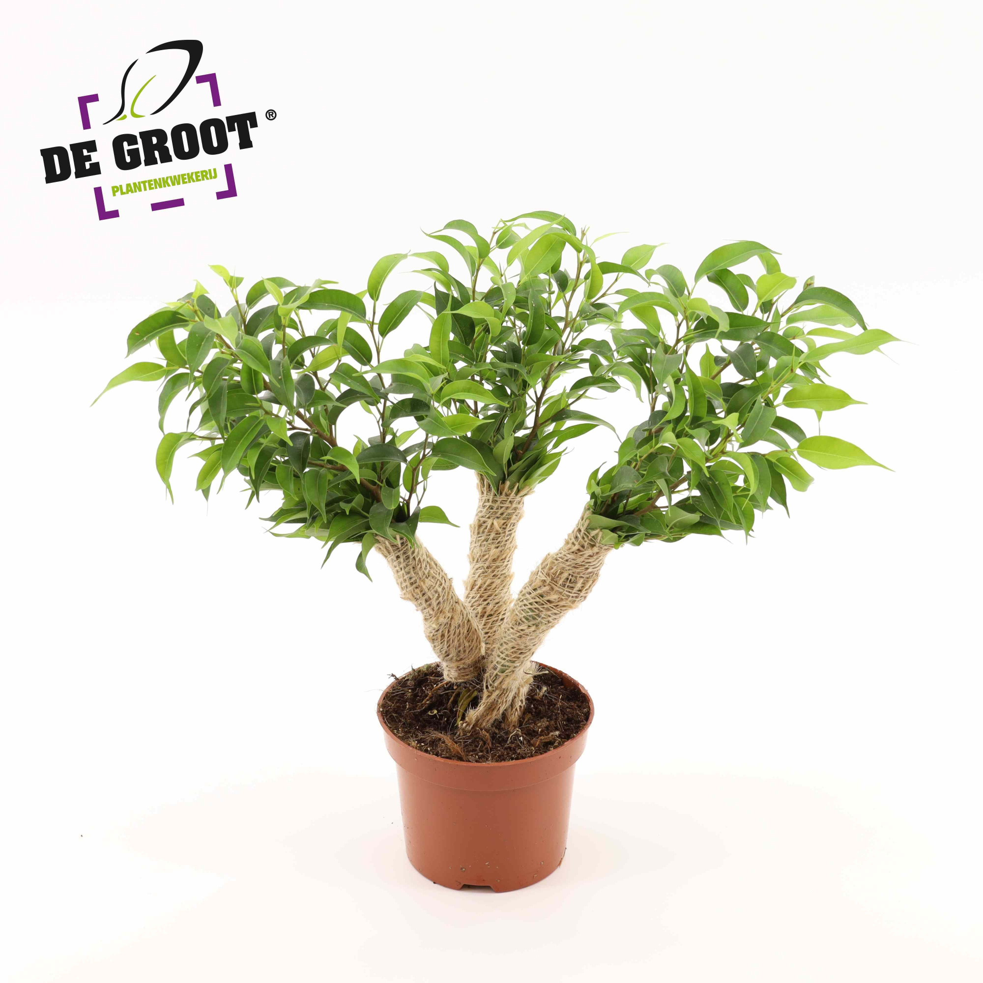 Ficus Crazy Tree, D 12 cm
