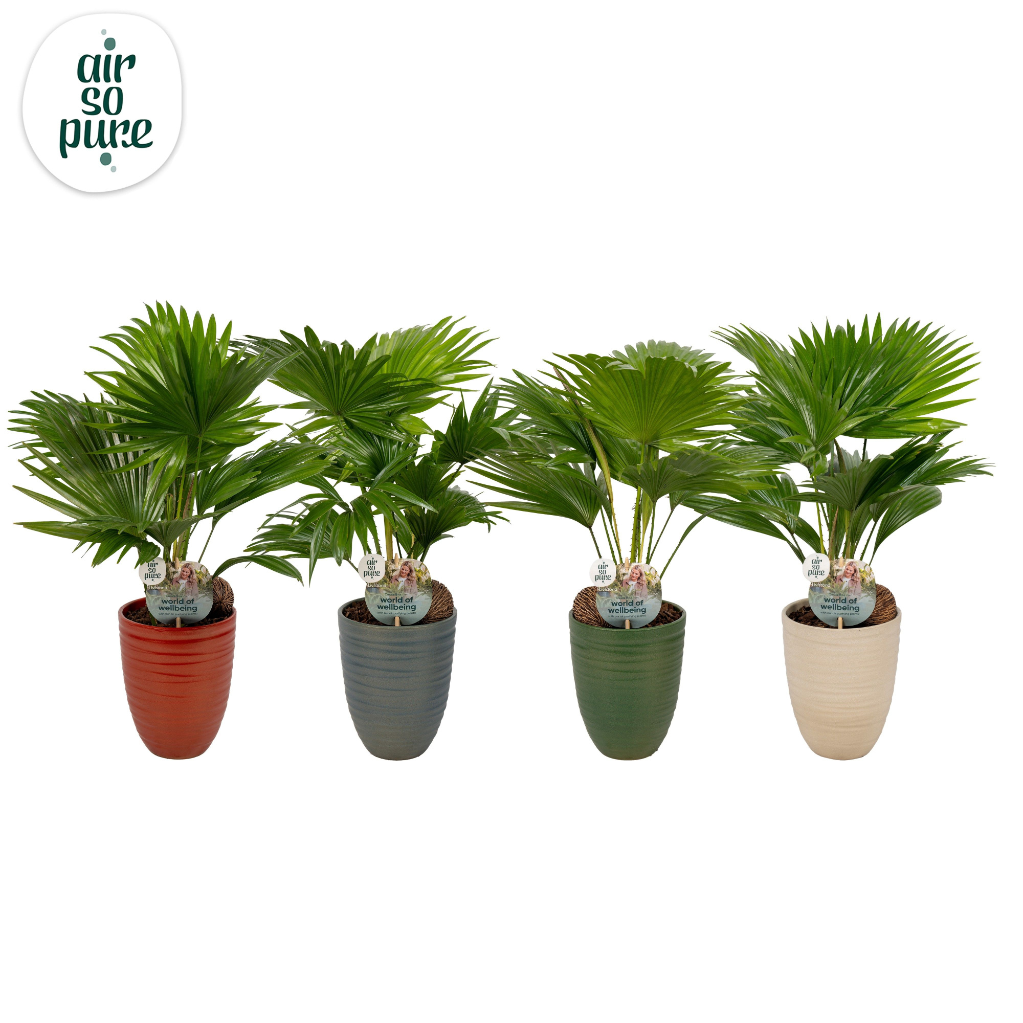 Livistona Nancy Pearl 830 Aspd Air So Pure, D 14 cm