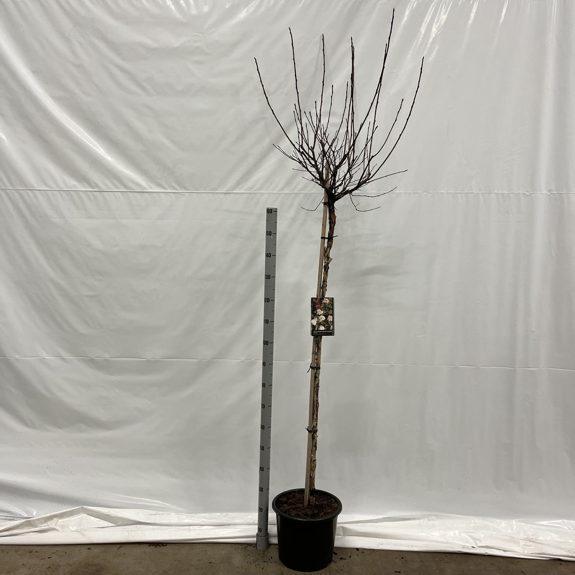 Physocarpus opulifolius Diable d'Or® ('Mindia'PBR) --stam 150 cm, D 32 cm