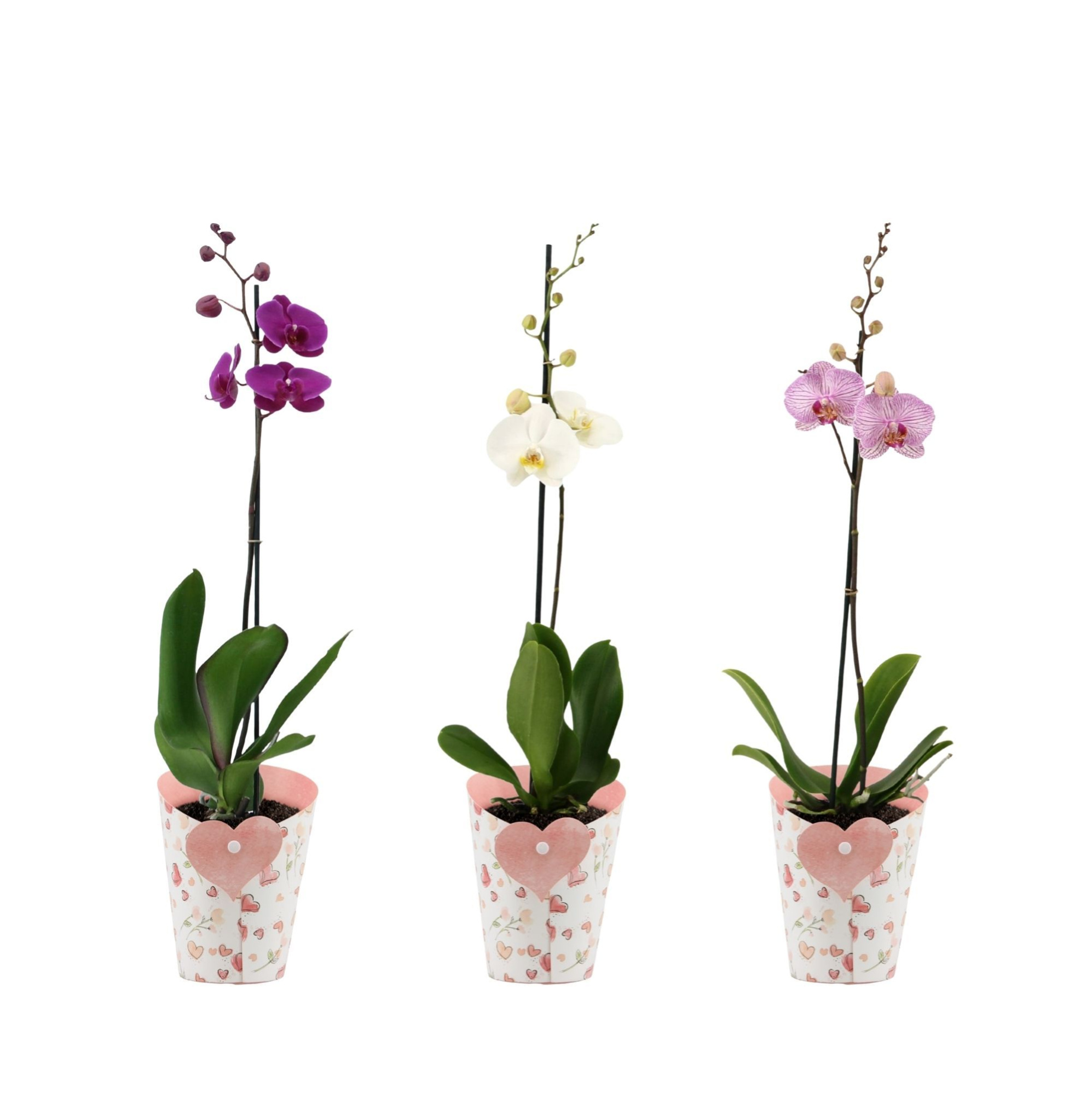 Phal. 1 spike Mix in Potcover Hart, D 12