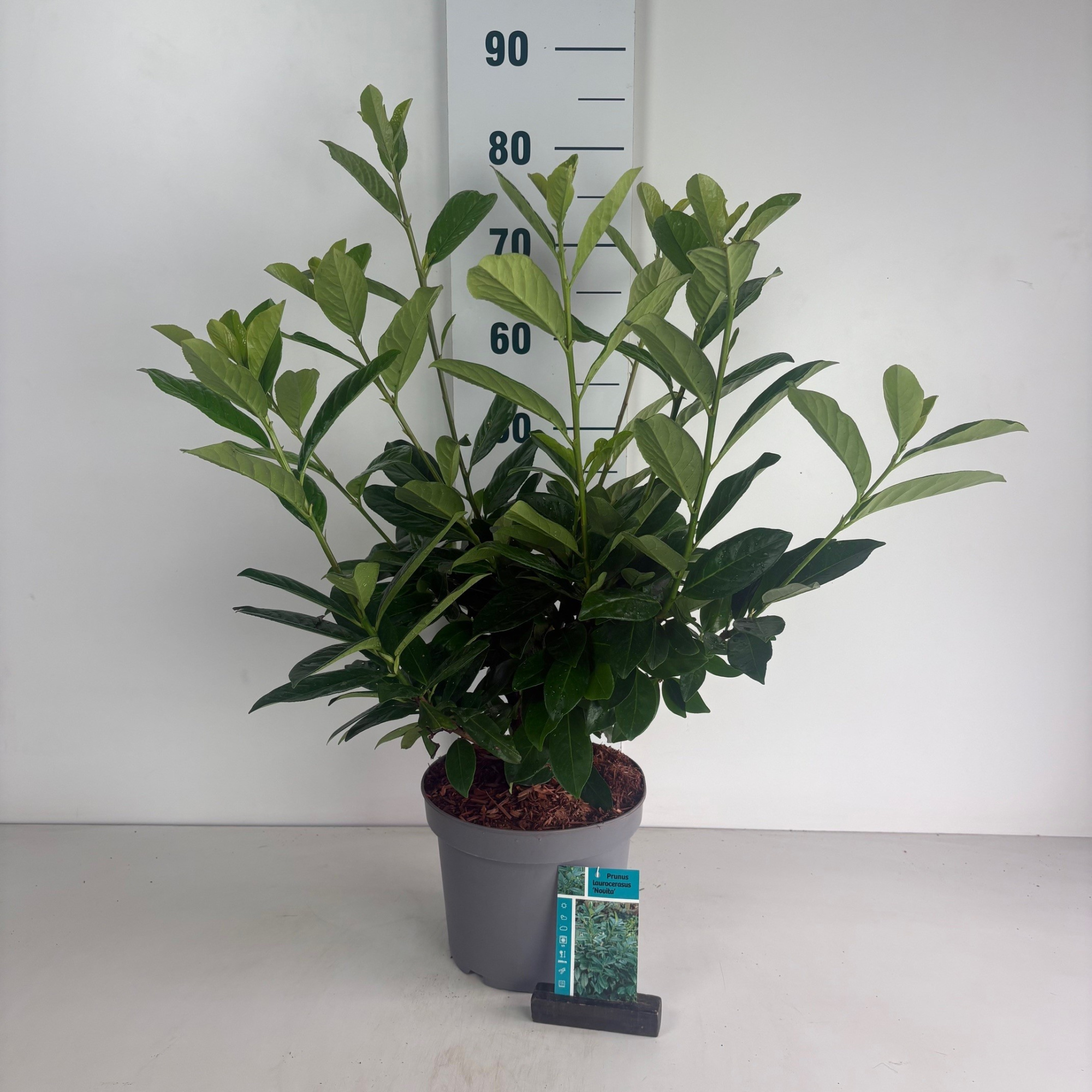 Prunus laurocerasus Novita, D 23 cm