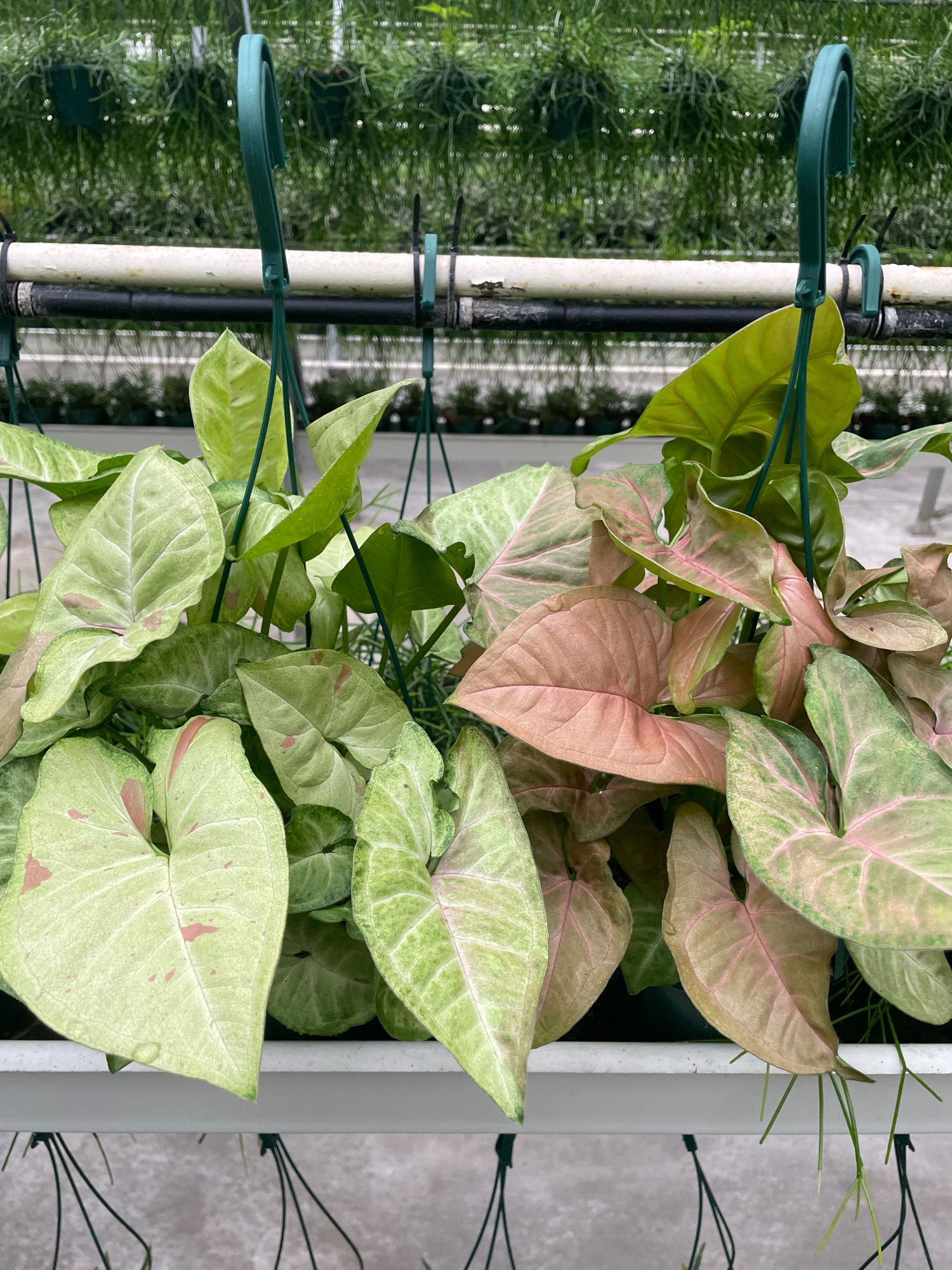 Syngonium MIX HP14, D 14