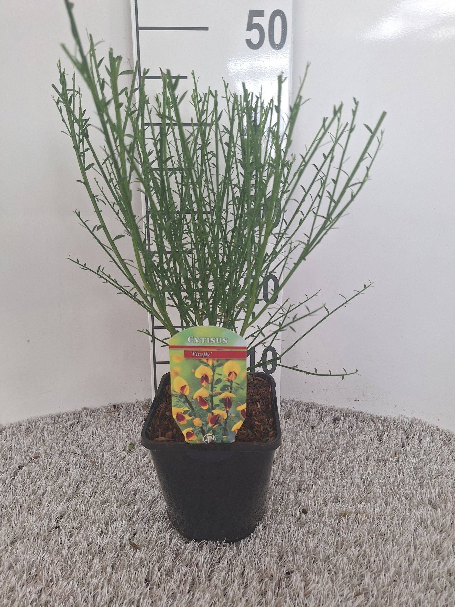 Cytisus firefly, D 14