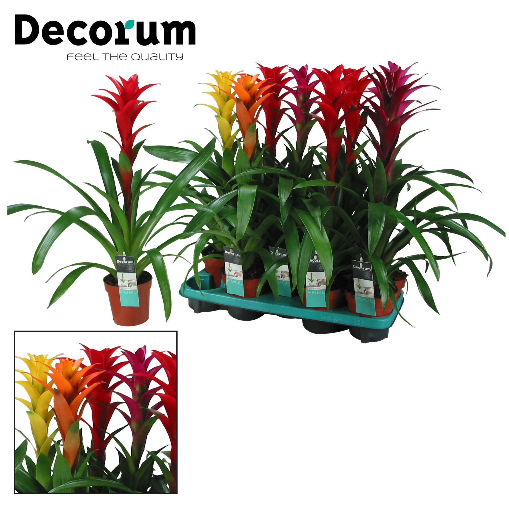 Guzmania Maxima Mix (Decorum), D 13