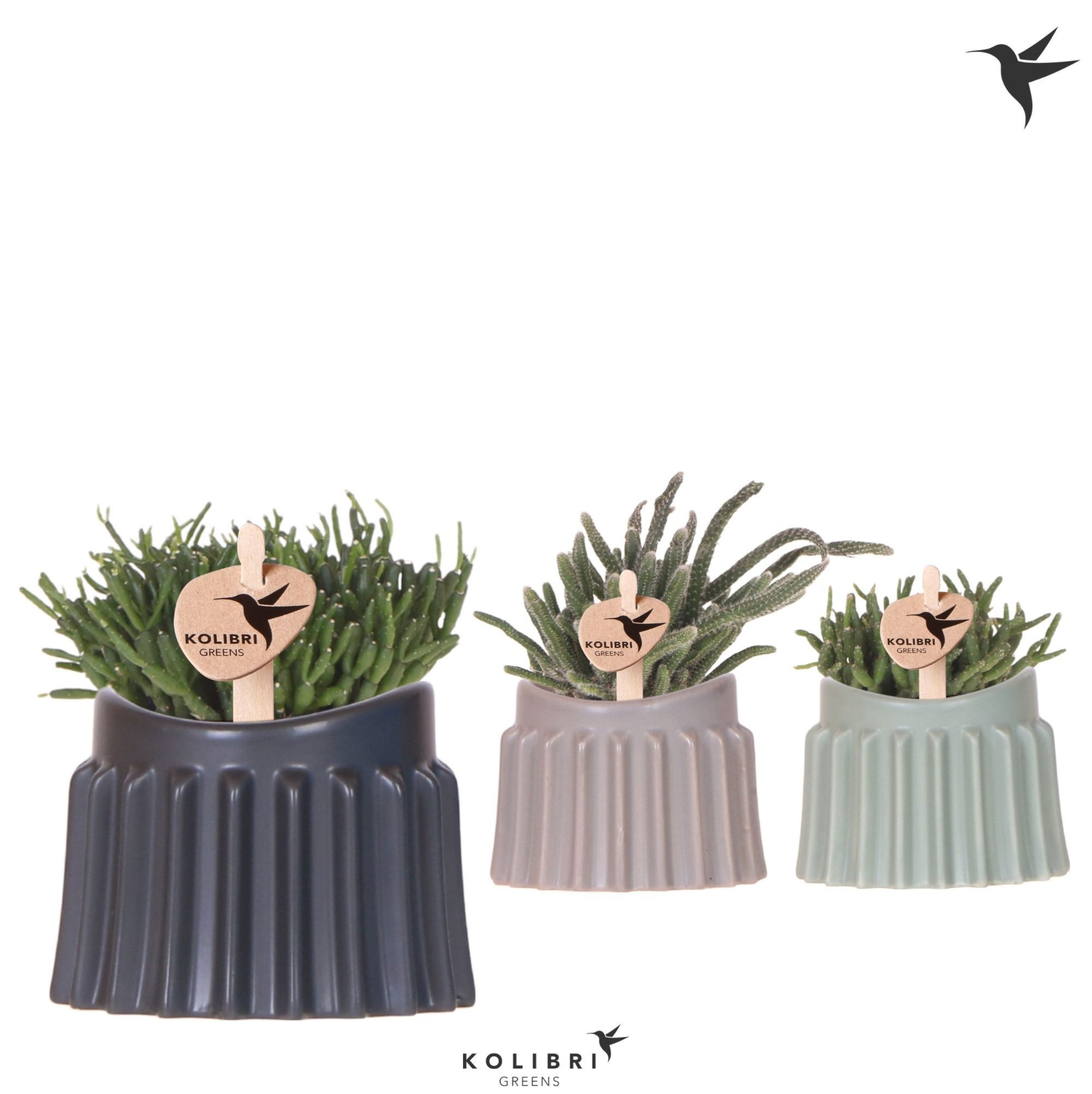 Kolibri Greens Rhipsalis mix in Raw pot mix, D 6