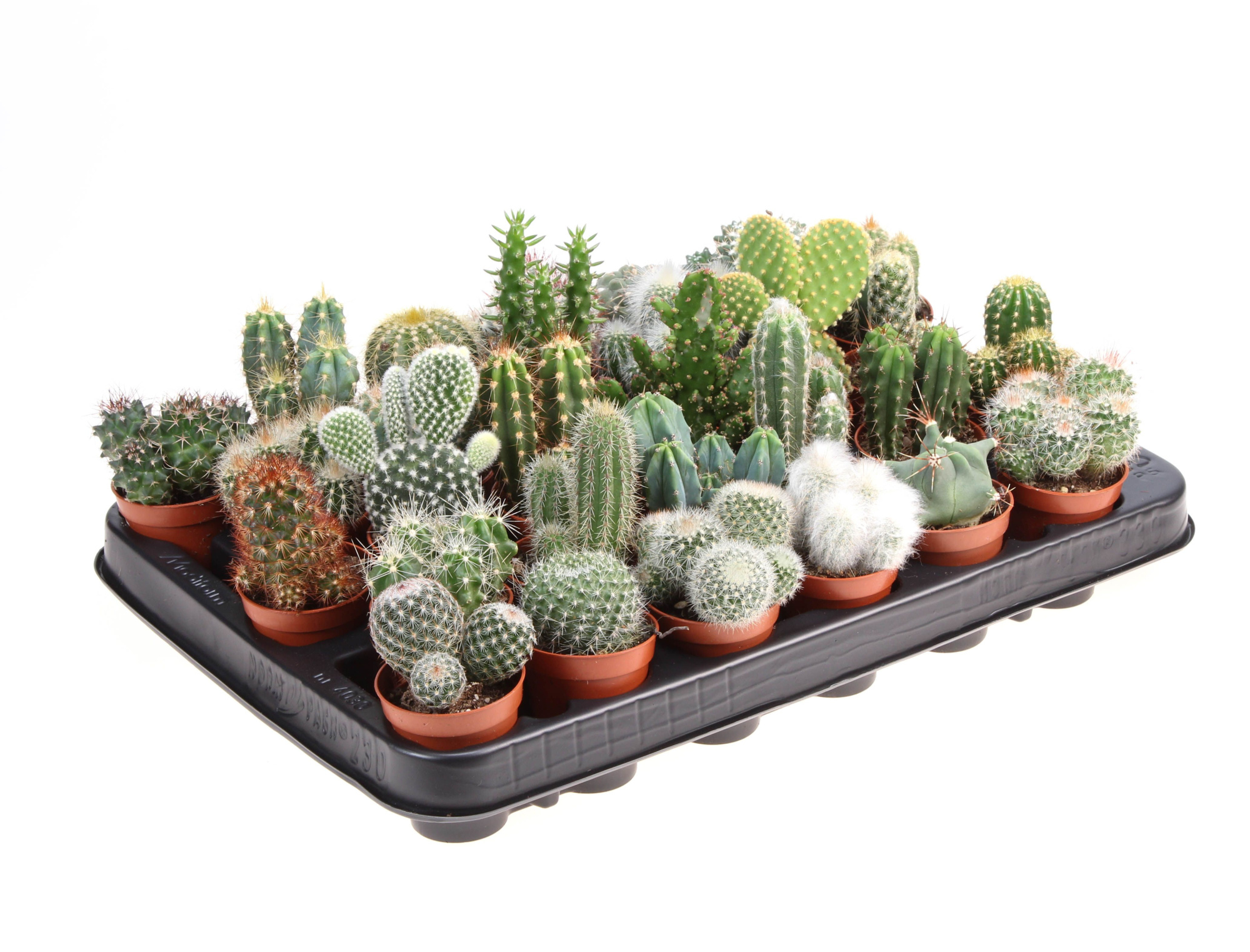 Cactus mix, D 5,5 cm