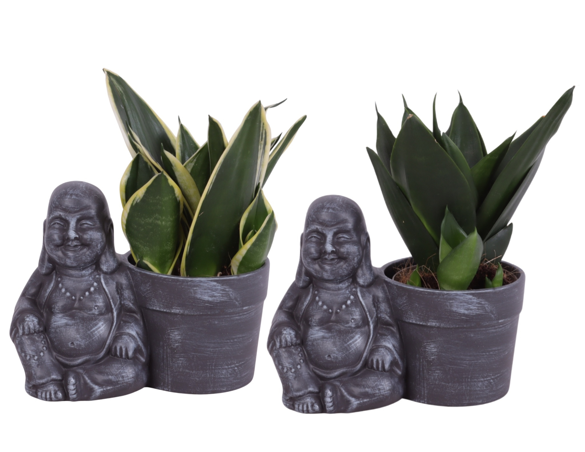 Sansevieria Compacta mix Ø09cm in Ceramic Sitting Buddha Ø19cm, D 19