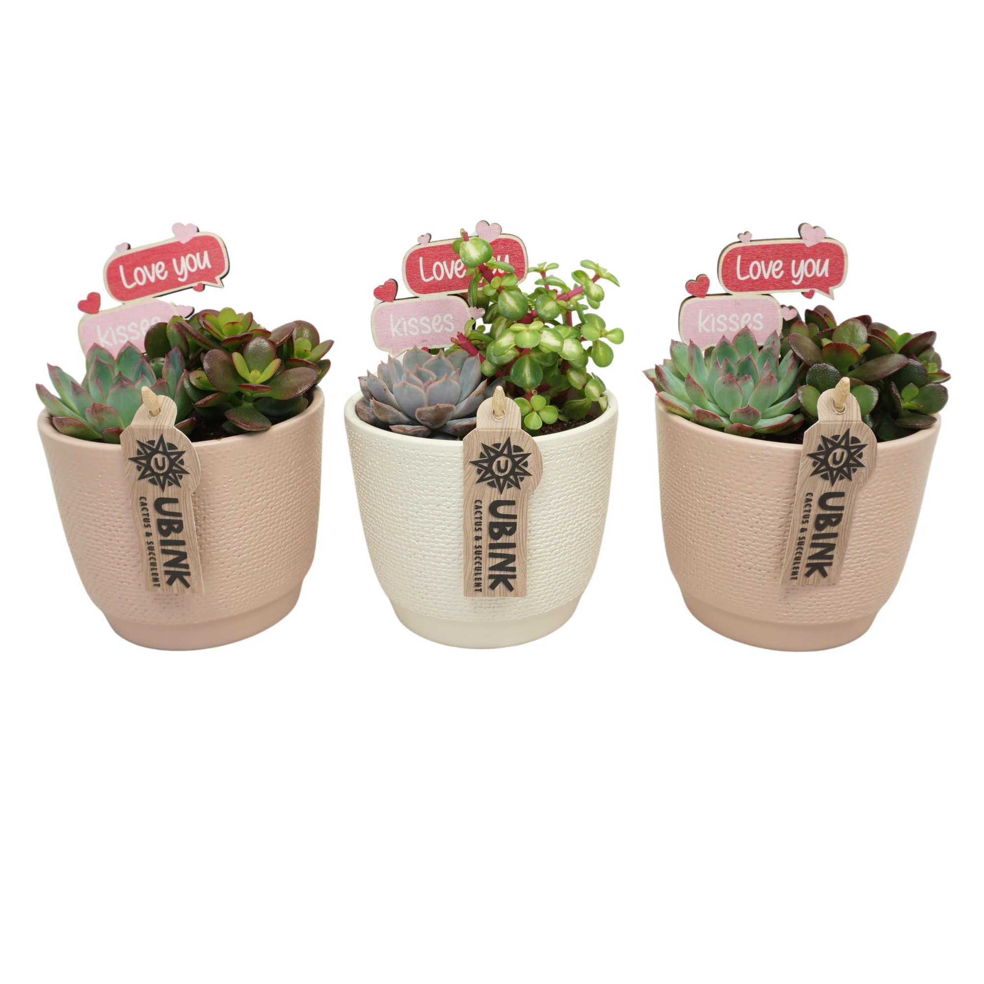 Succulent beplant in 12 cm 'Pastel Pot' met Love you steker, D 12