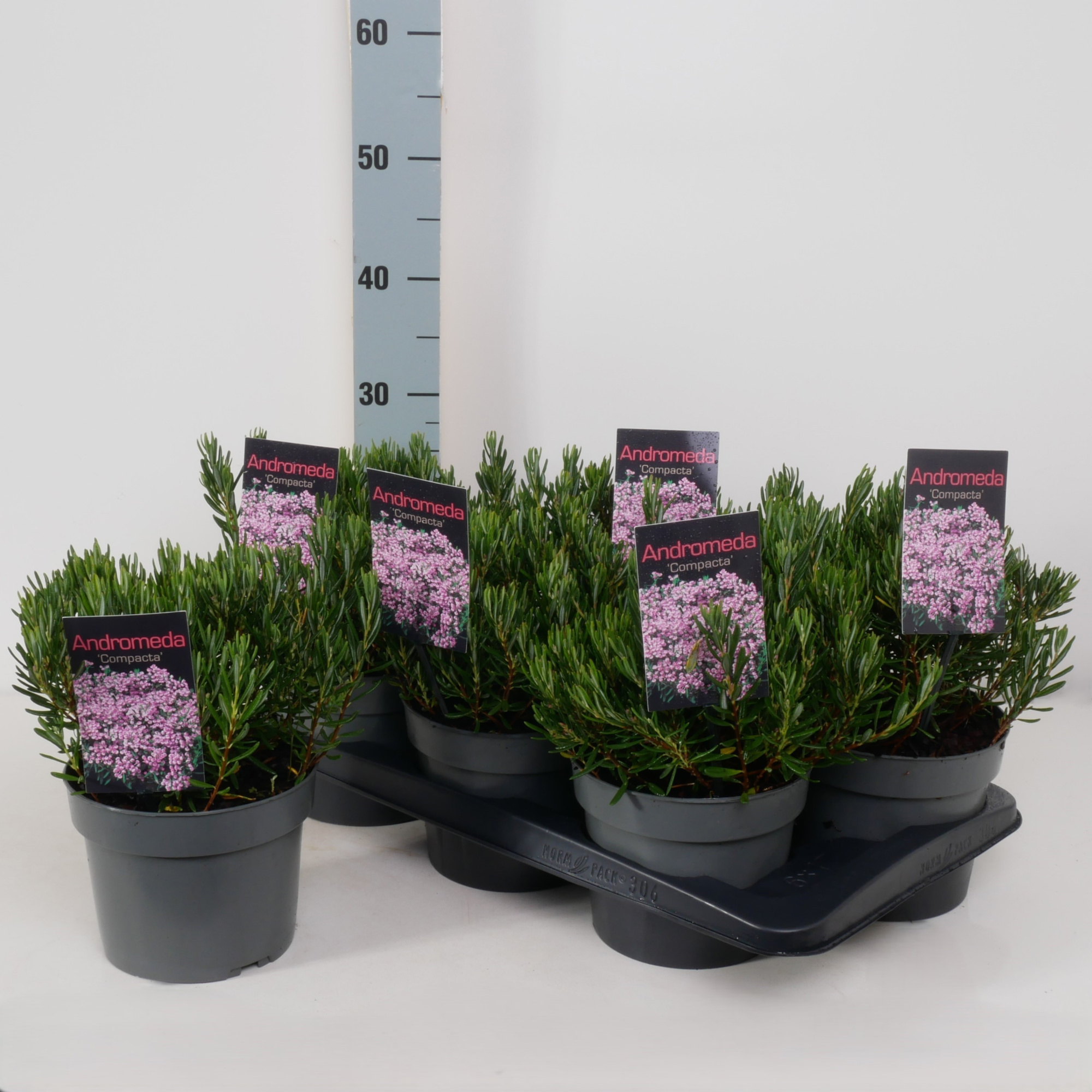 Andromeda polifolia 'Compacta' P17, D 17