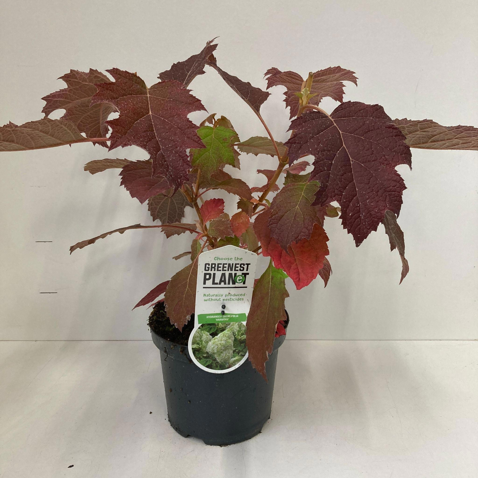 Hydrangea quercifolia 'Harmony', D 19 cm