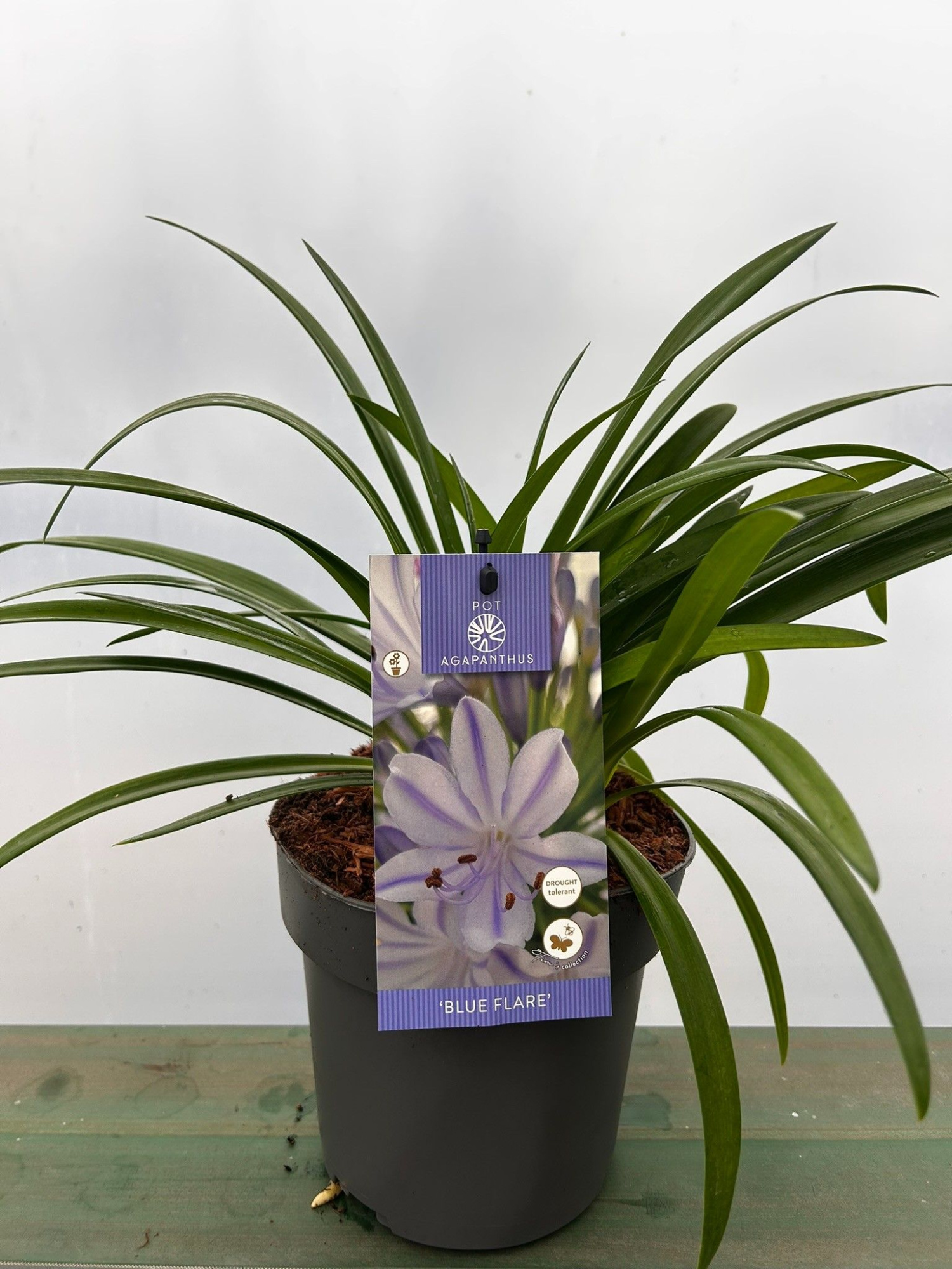 Agapanthus 'Blue Flare' P17 EVERGREEN, D 17
