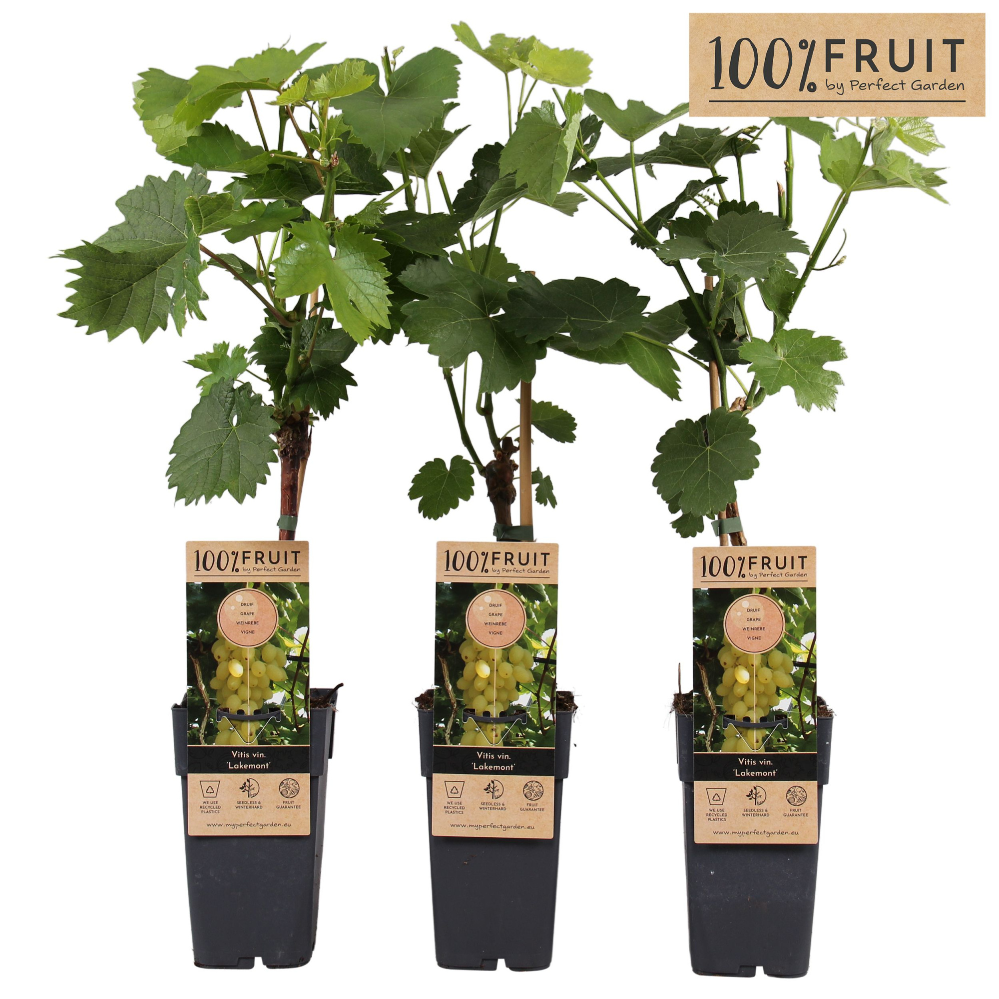 Vitis Lakemount (geënt) P15, D 15 cm