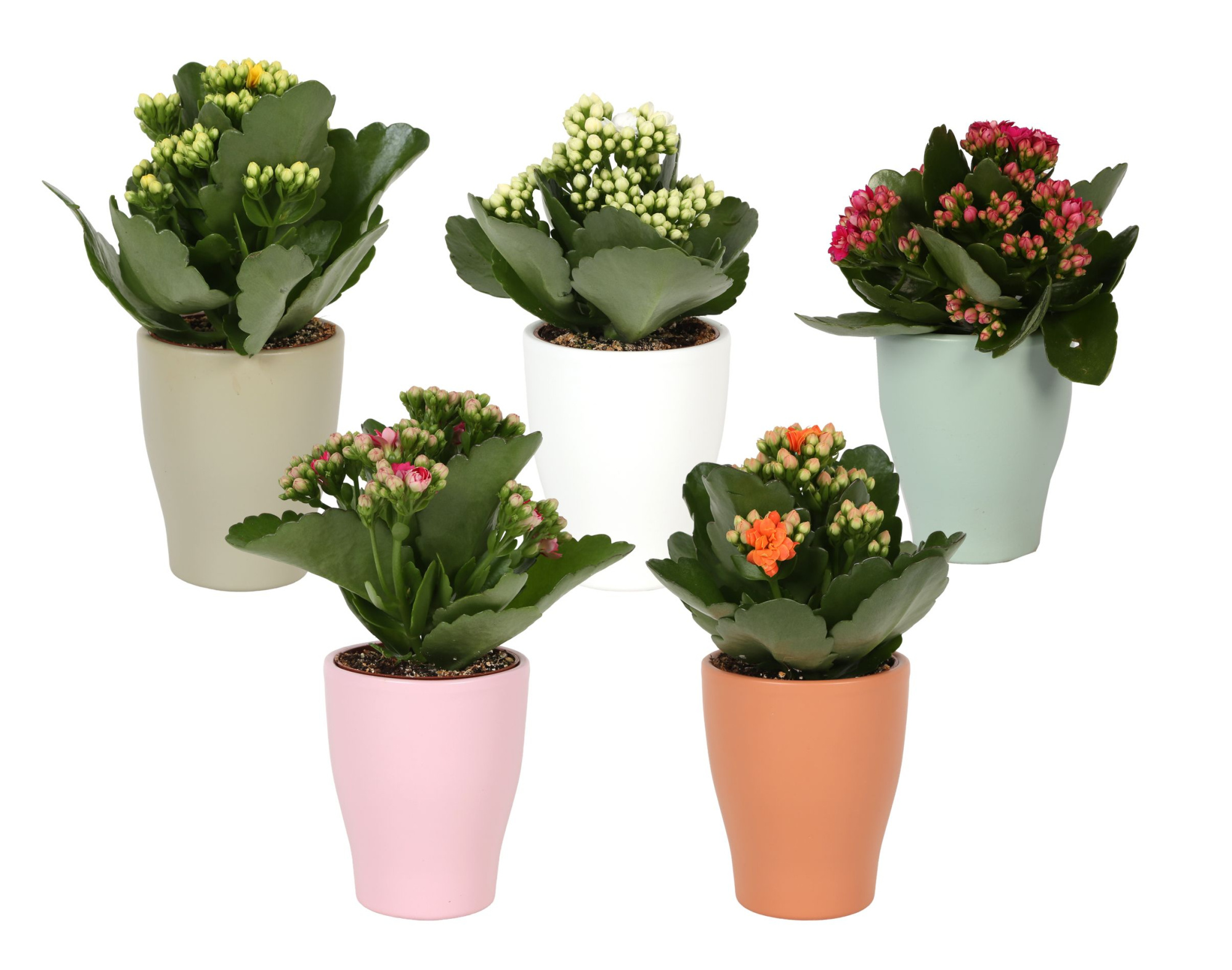 KP-590.28 -Kalanchoe 7cm in trendy keramiek - vernieuwde kleuren, D 7 cm