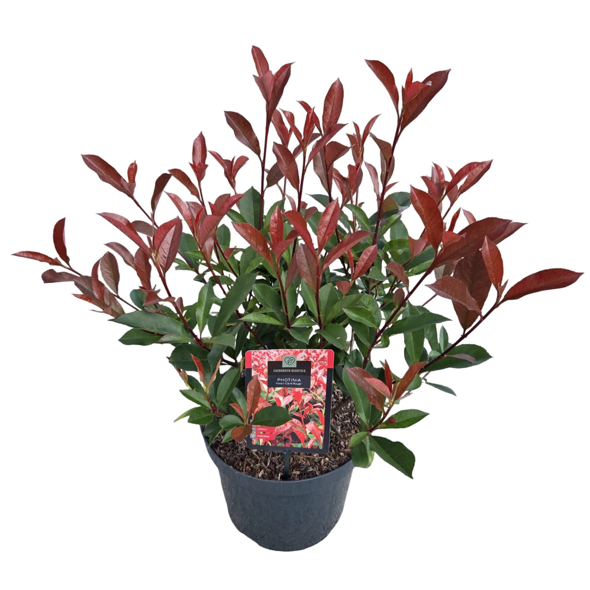 Photinia fras. 'Carré Rouge', D 26 cm