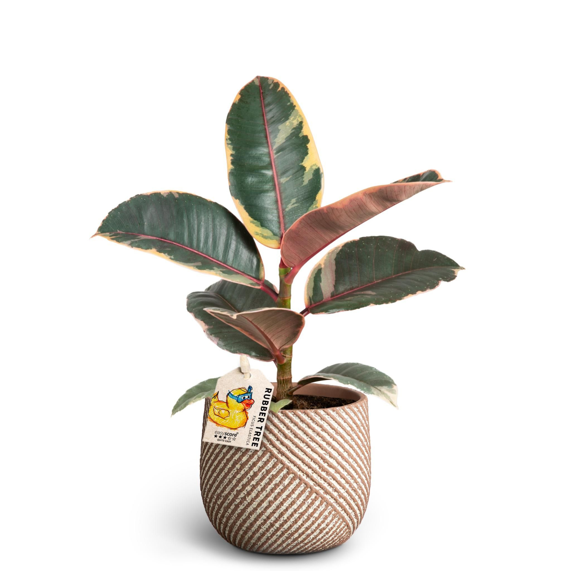 Grove Nougat, Ficus elastica, ´Belize´, D 7 cm