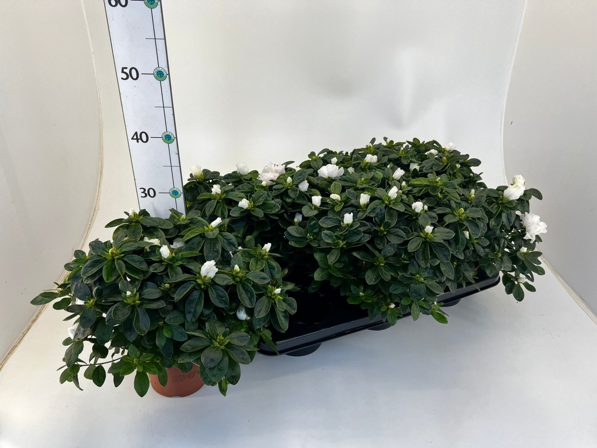 Rhododendron simsii T14 ⌀25-27 white, D 14