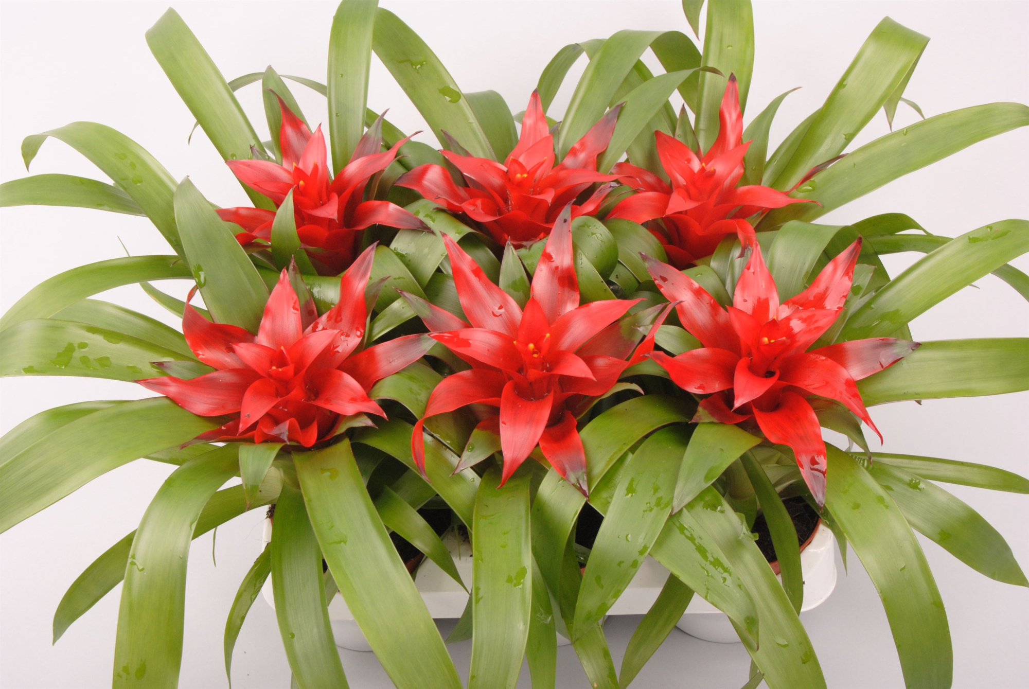 Guzmania Blitz, D 9 cm
