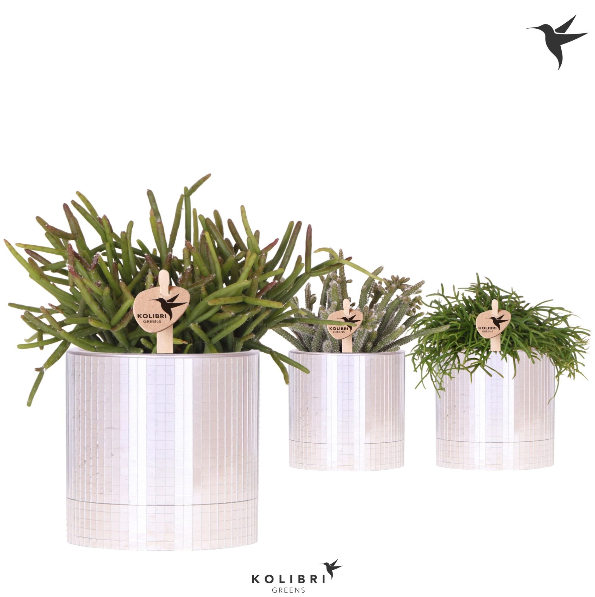 Kolibri Greens Rhipsalis mix in Disco pot, D 9 cm