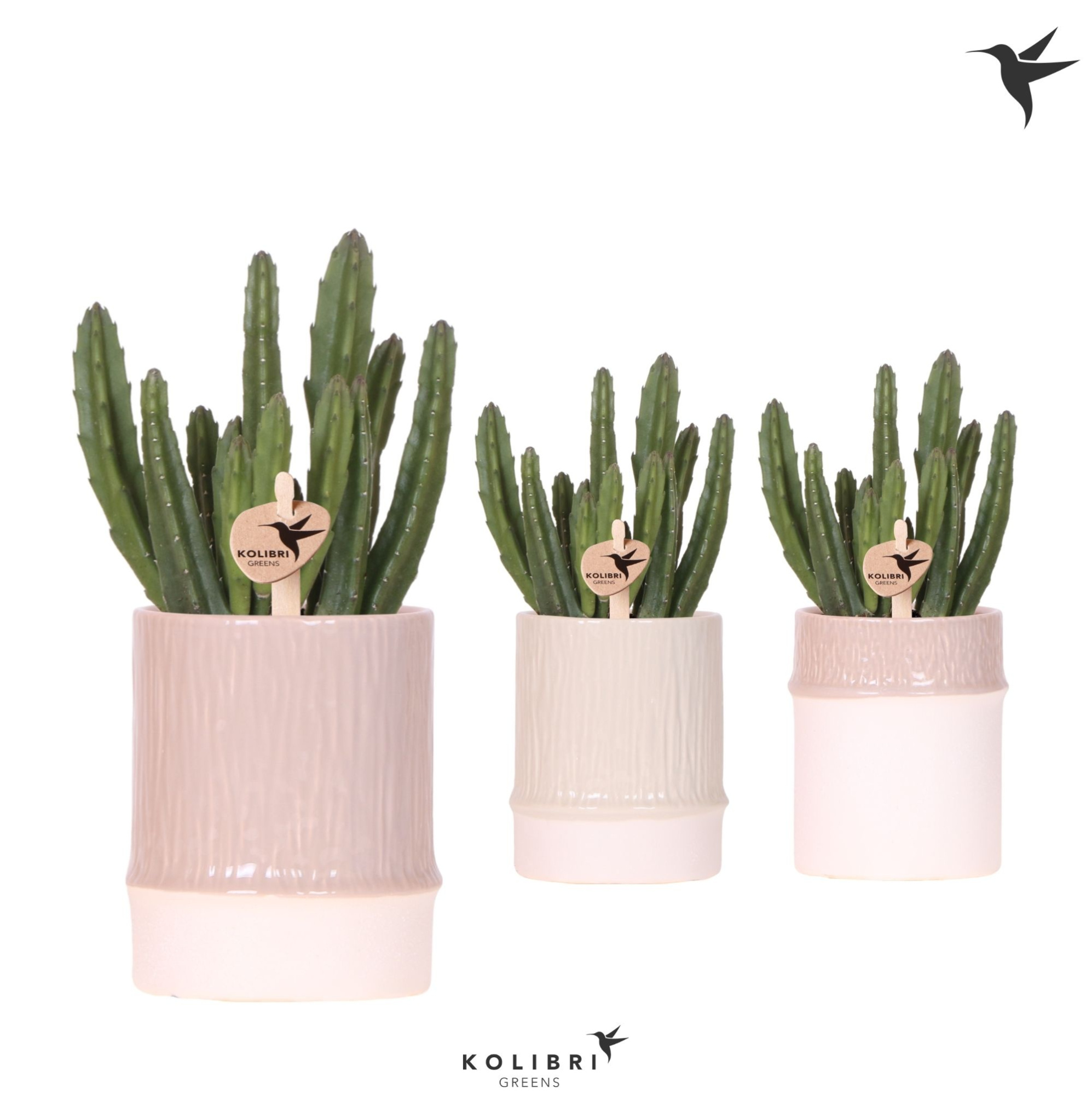 Kolibri Greens Stapelia Leendertziae in Bamboo pot mix, D 9