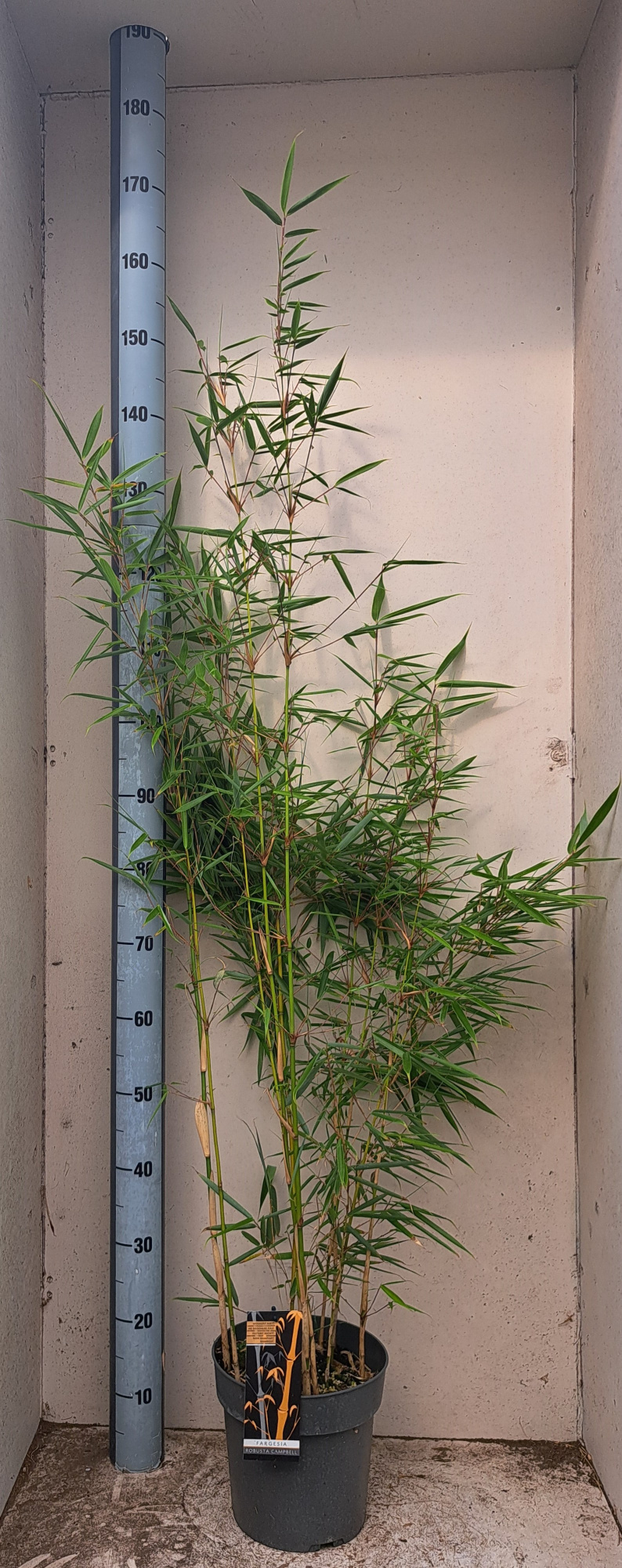 Fargesia robusta Campbell, D 23 cm