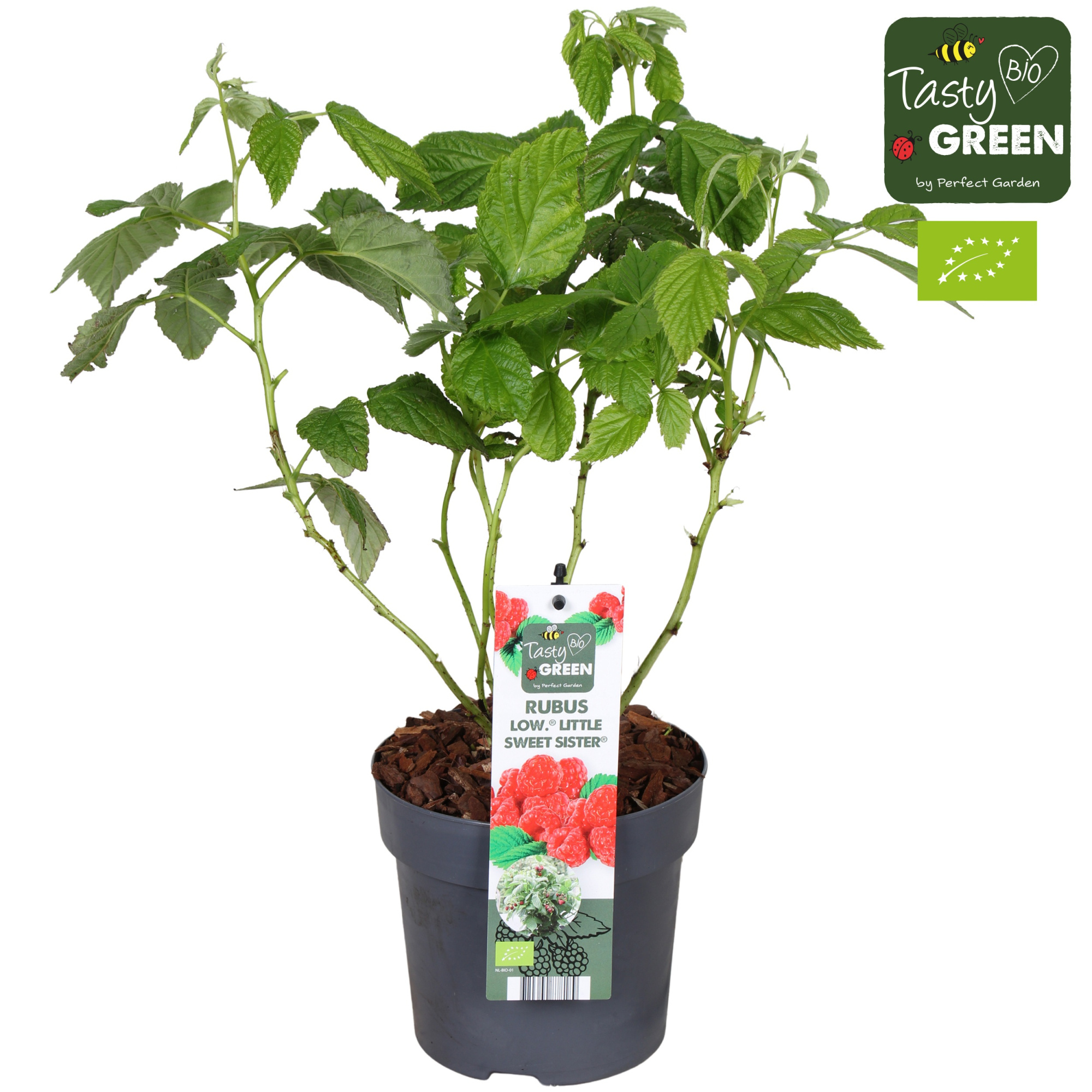 Rubus Low.® Little Sweet Sister® Bio P14, D 14 cm