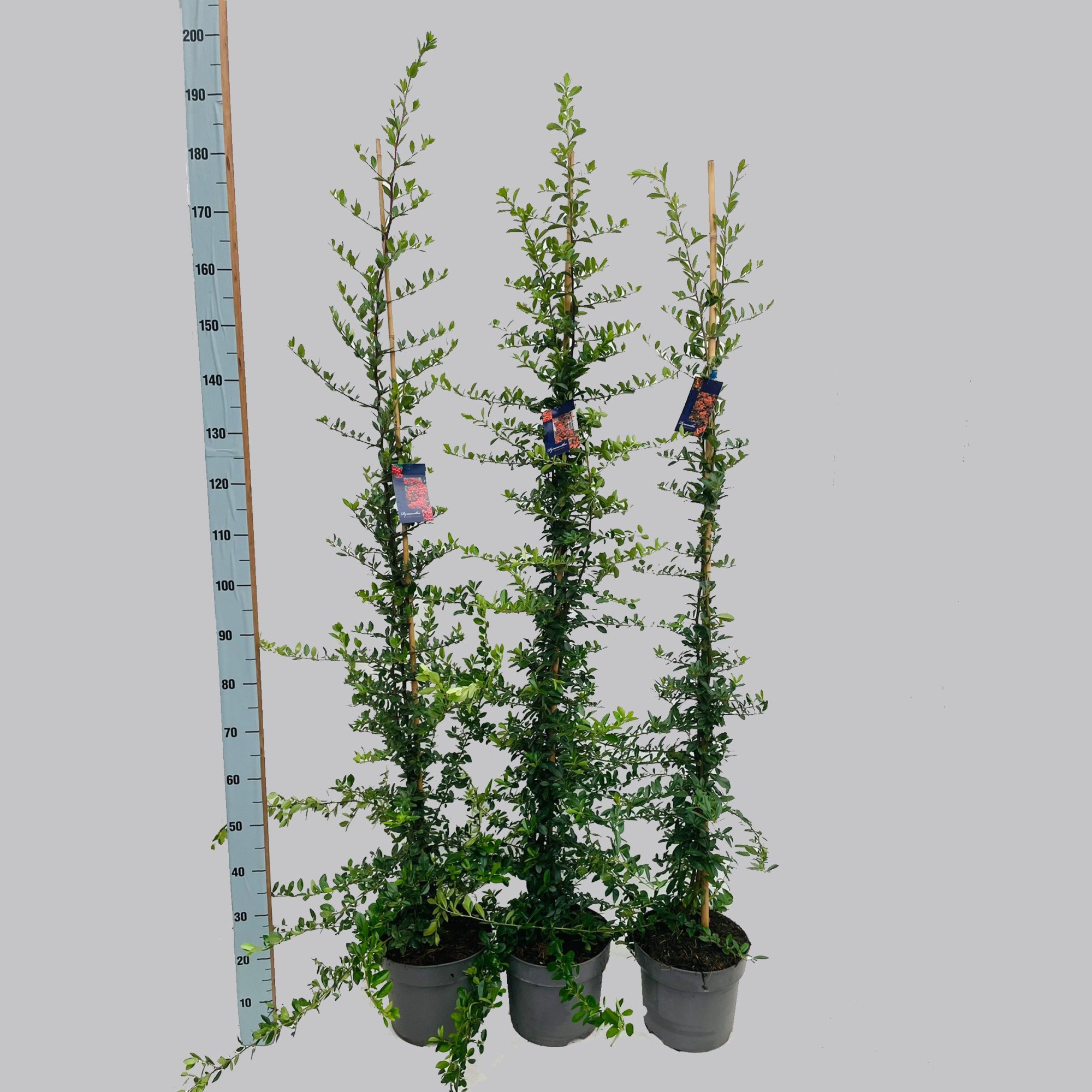 Pyracantha soorten lang 26/C7.5, D 26 cm