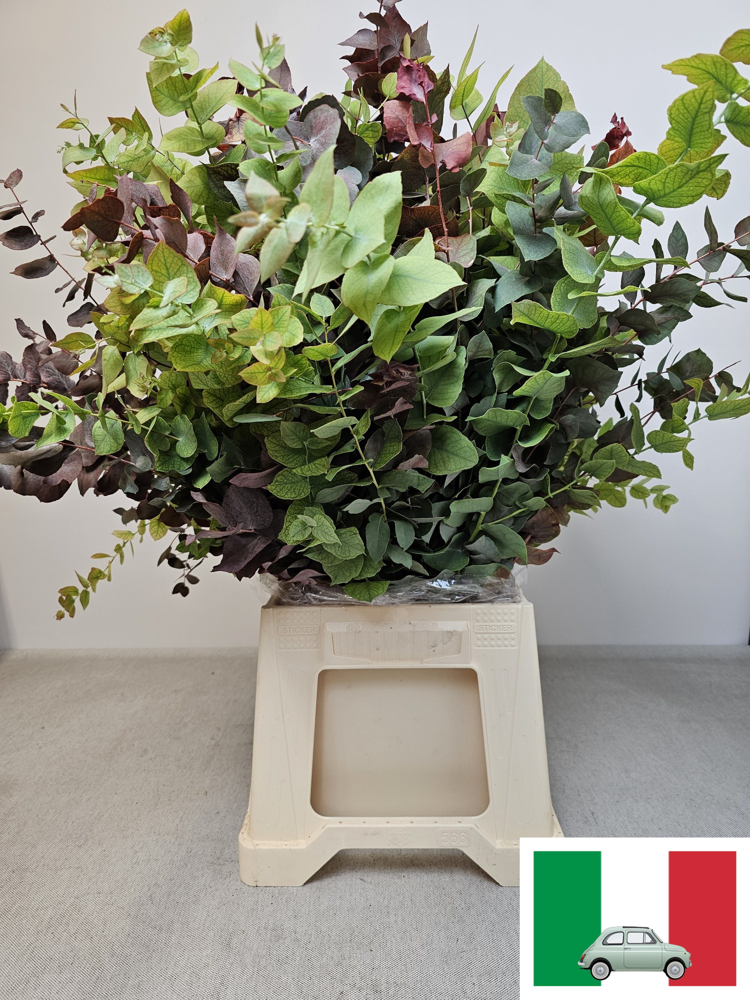 Эвкалипт Цинерея за пучок 70 (зел.), пуч.