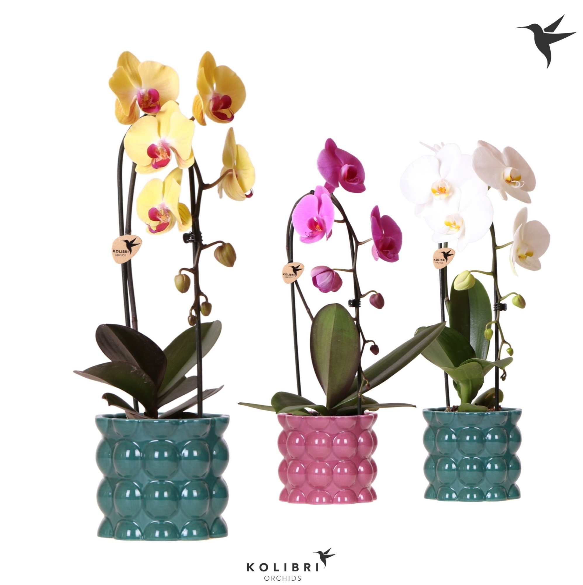 Kolibri Orchids Cascade Niagara Fall mix 1 spike in Cotton pot green mix, D 12