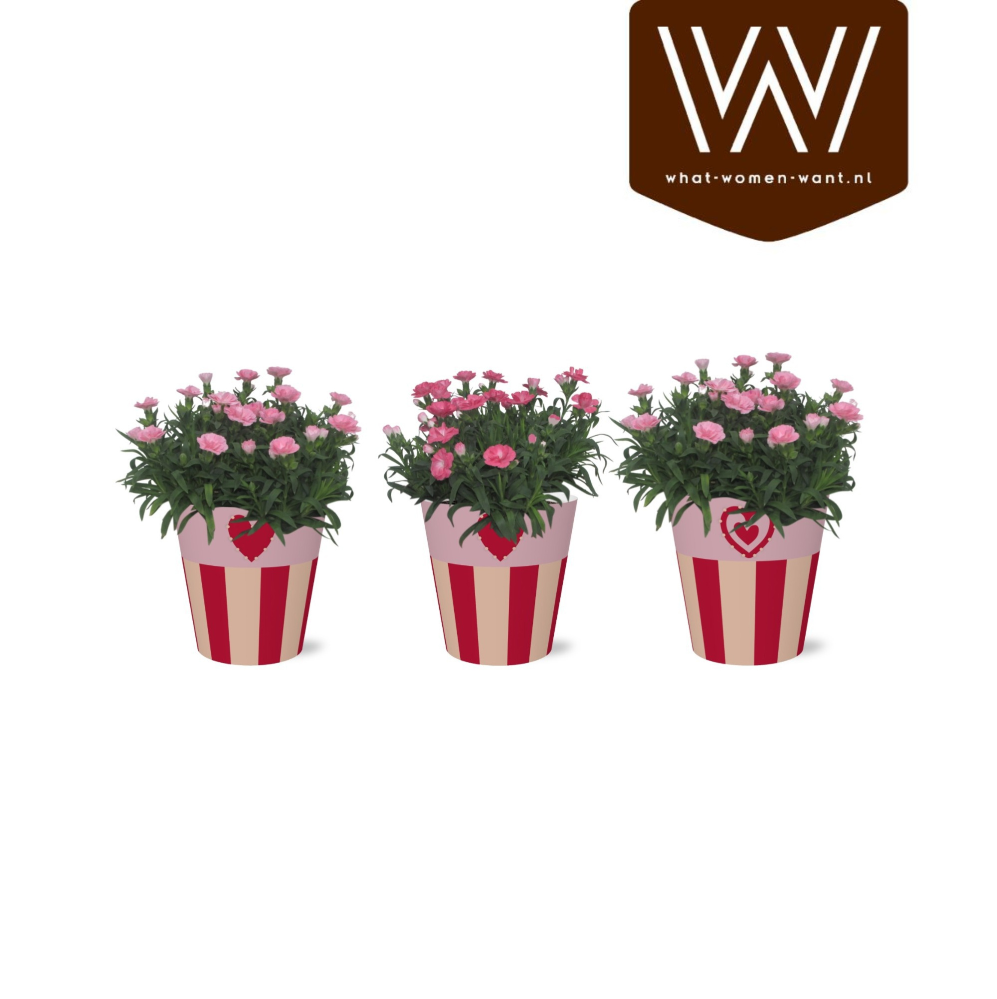 Collectie 'Sympathetic Moods' Dianthus Oscar in Smartcup Romee, D 12