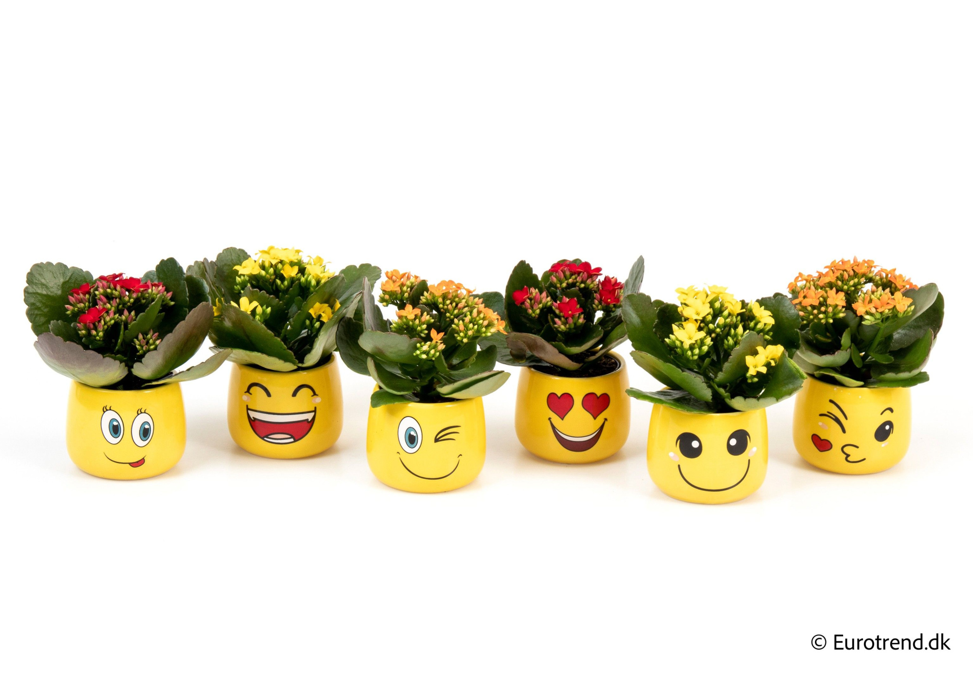 Kalanchoe in smiley ceramic - Spring, Summer & Autumn 2025, D 6 cm