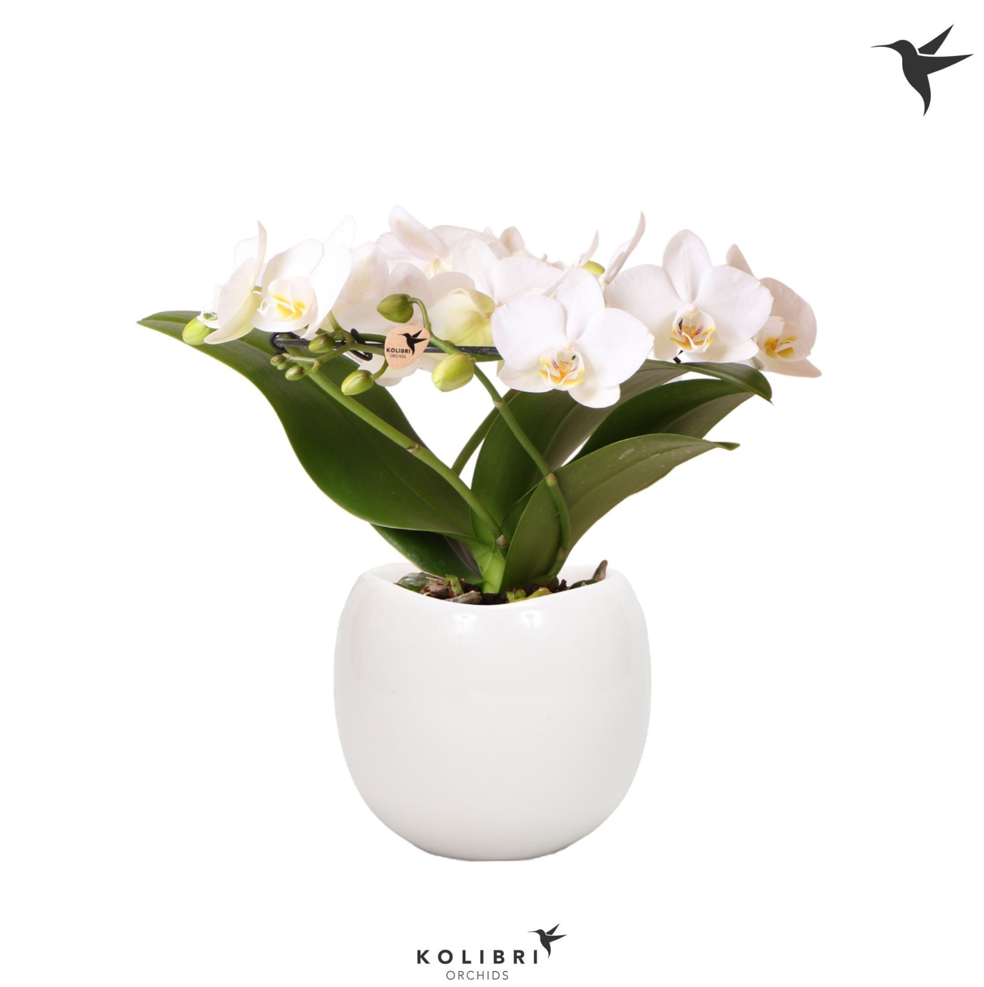 Kolibri Orchids Phalaenopsis Halo white in Bowl pot, D 9 cm