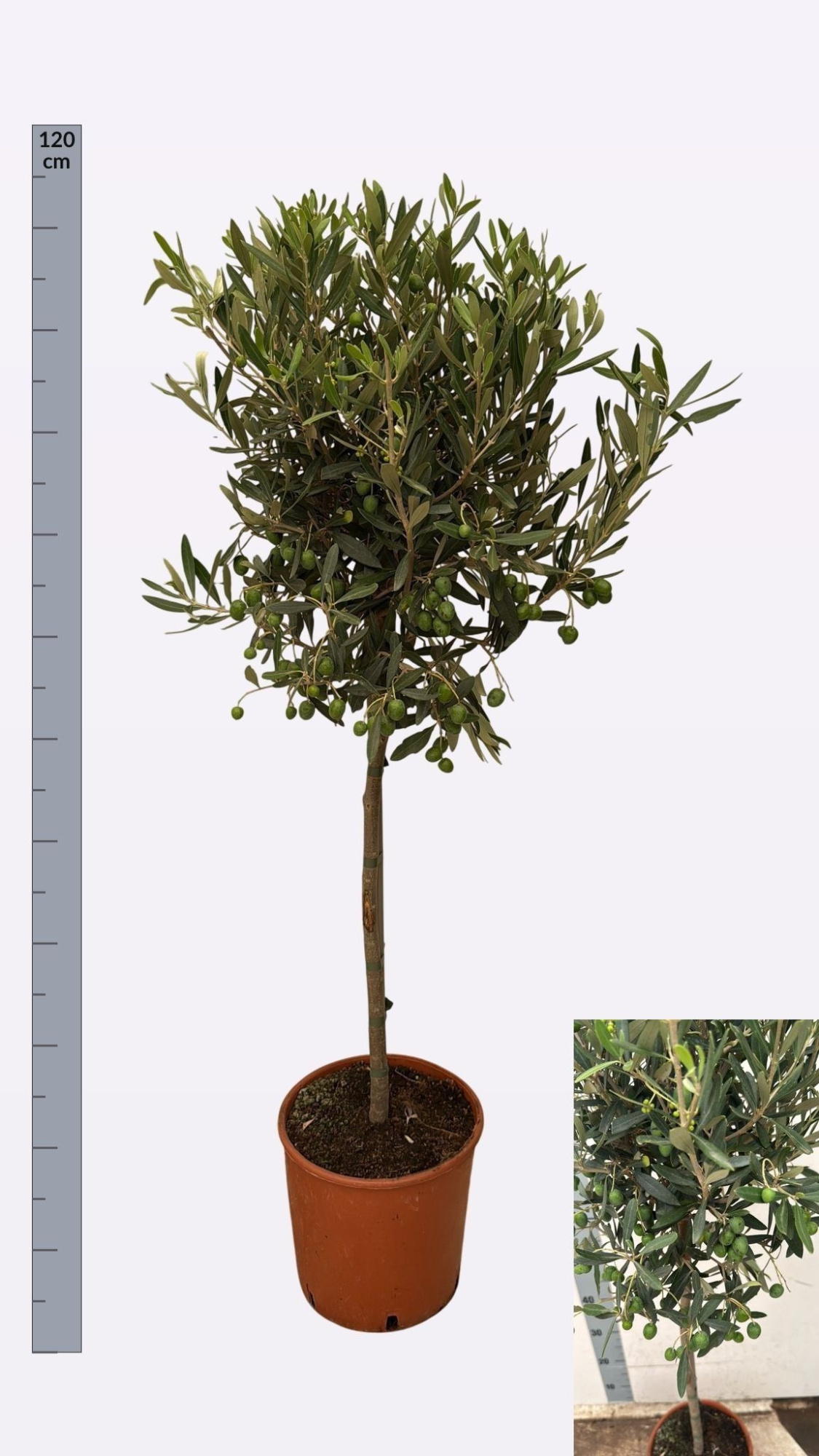 OLEA EUROPAEA C21, D 21 cm