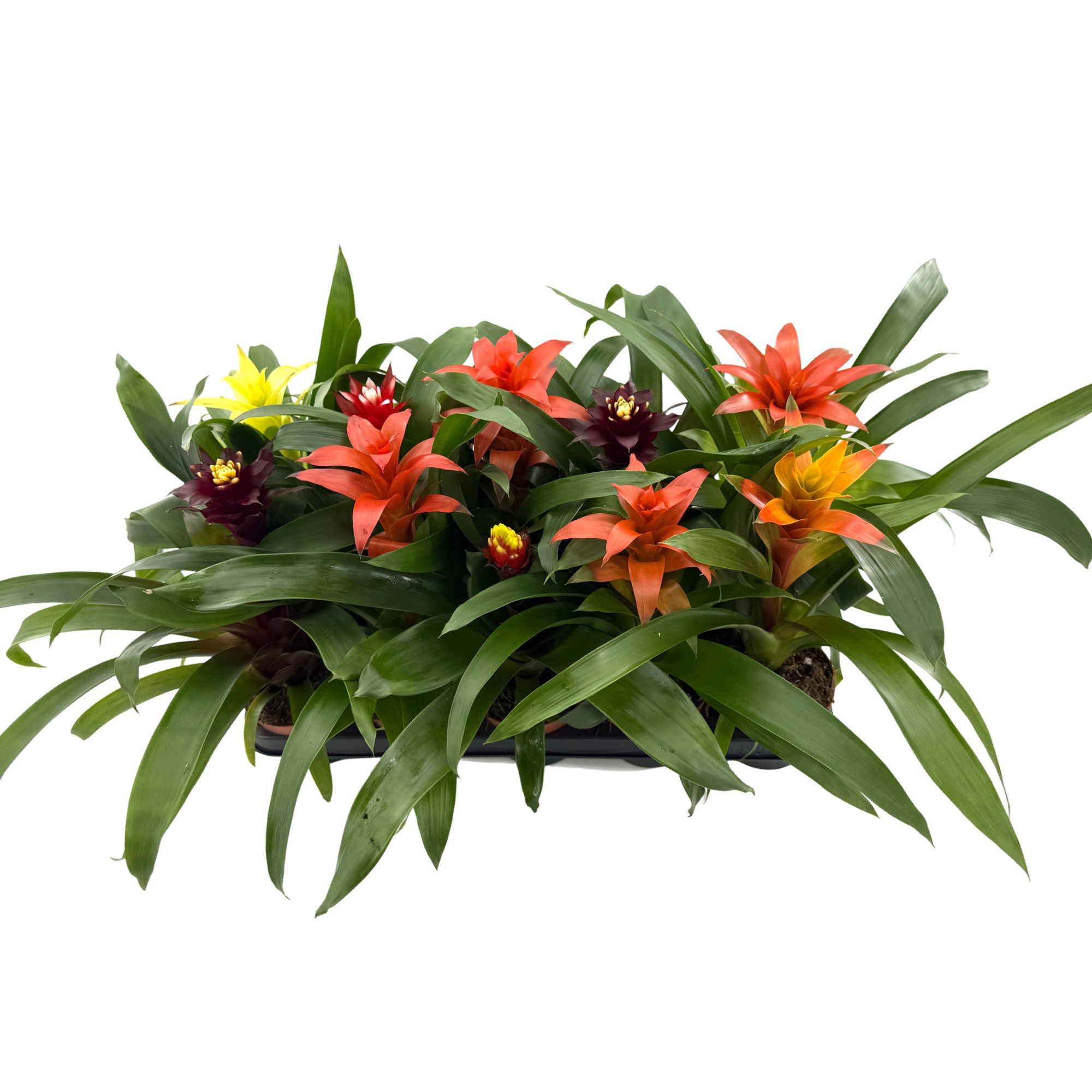 PROMO Bromelia mix compact, minimaal 4 srtn., D 12