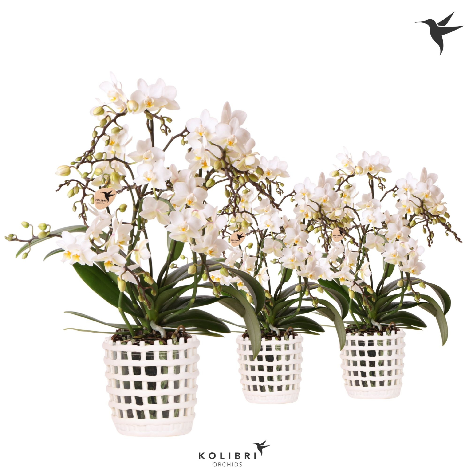 Kolibri Orchids Phalaenopsis Botanic 4 spike in Mesh pot white, D 9