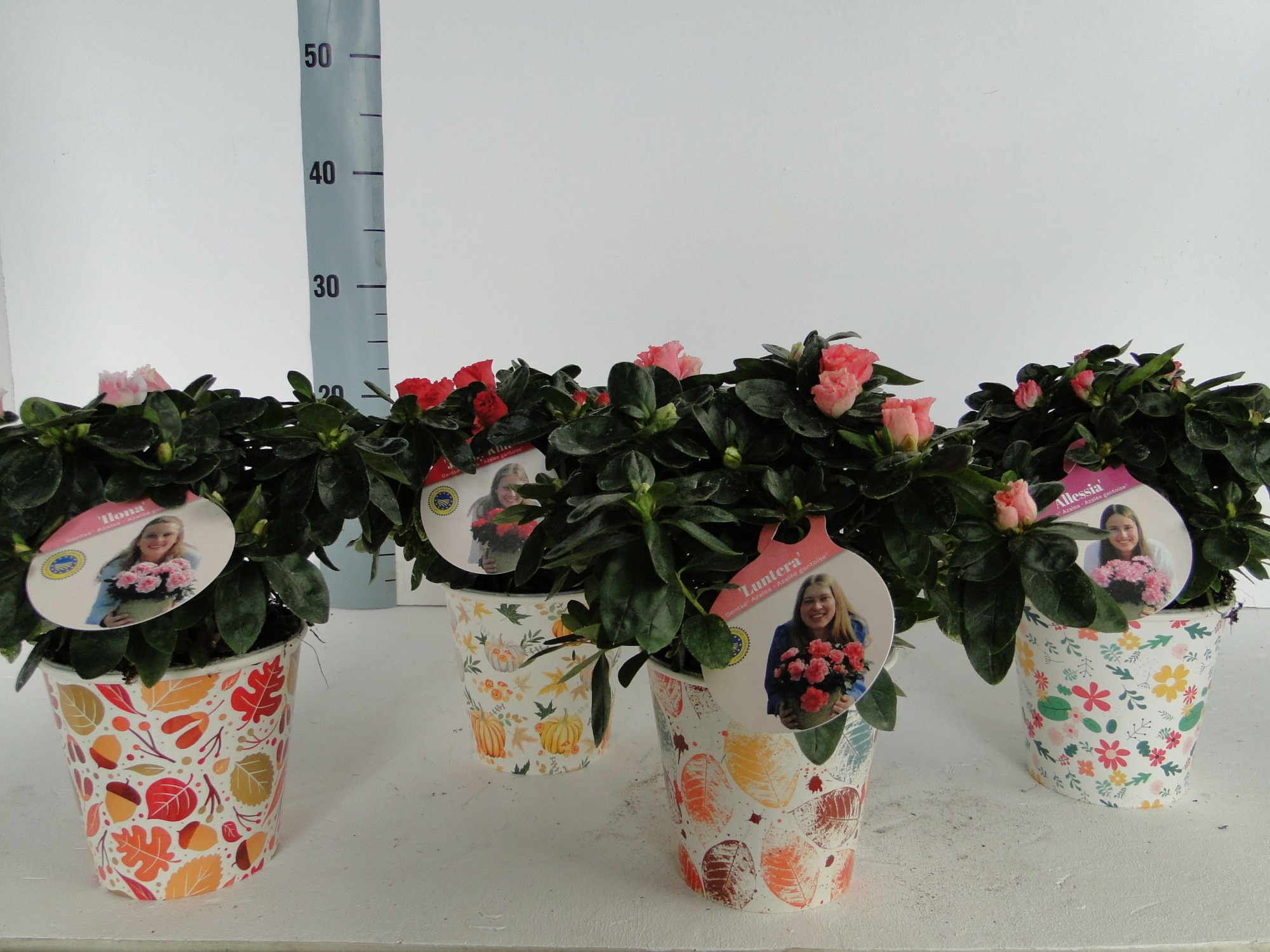 GHENT AZALEA YOUNG STARS POT 12 COVERPOT, D 12