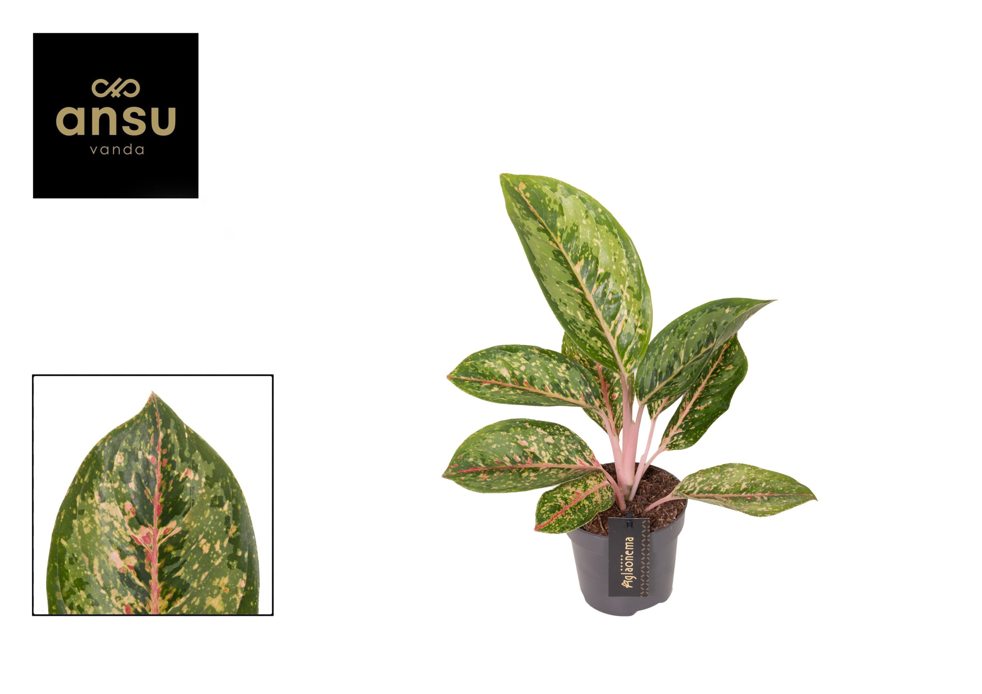 Aglaonema Camo Coralie, D 12 cm